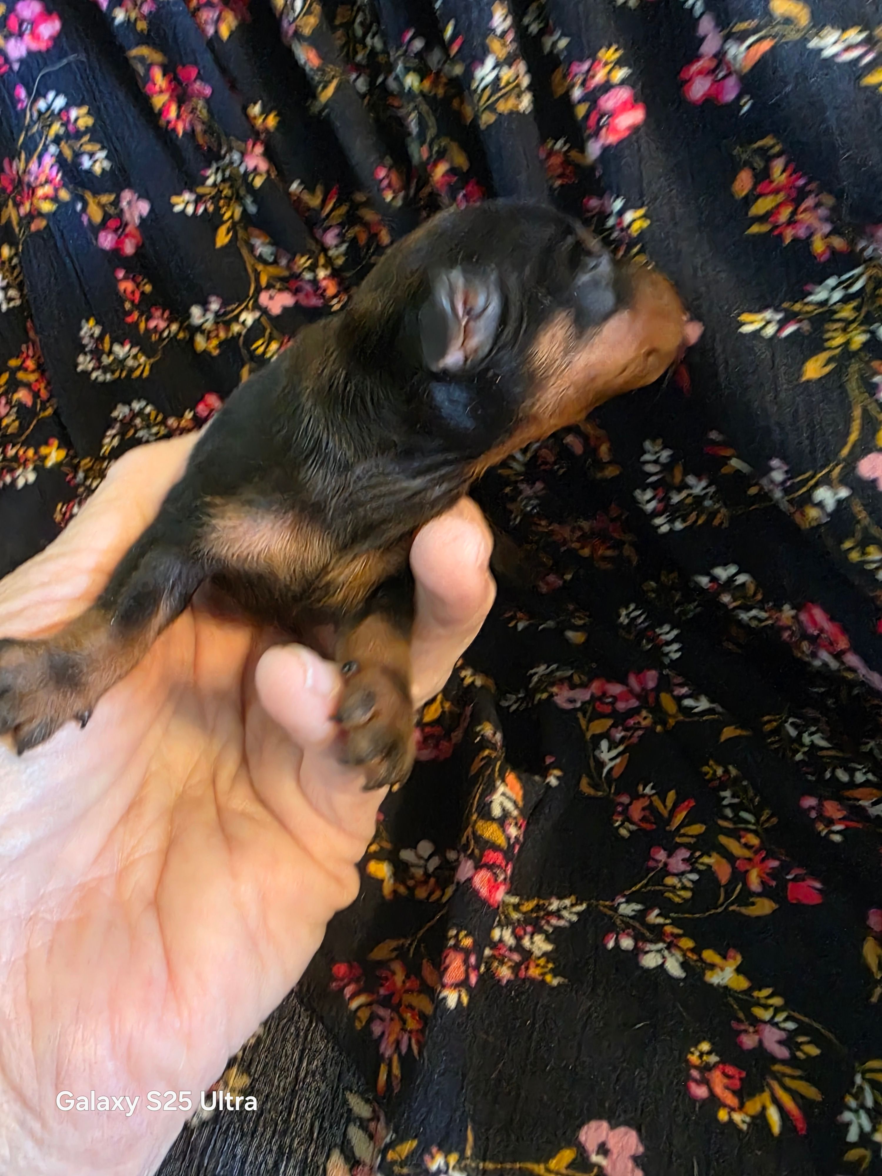 Black and tan boy – Miniature Dachshund puppy for sale in Roberts, MT