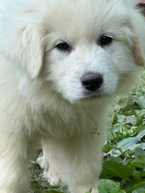 Casper – Great Pyrenees puppy for sale in Lebanon, TN