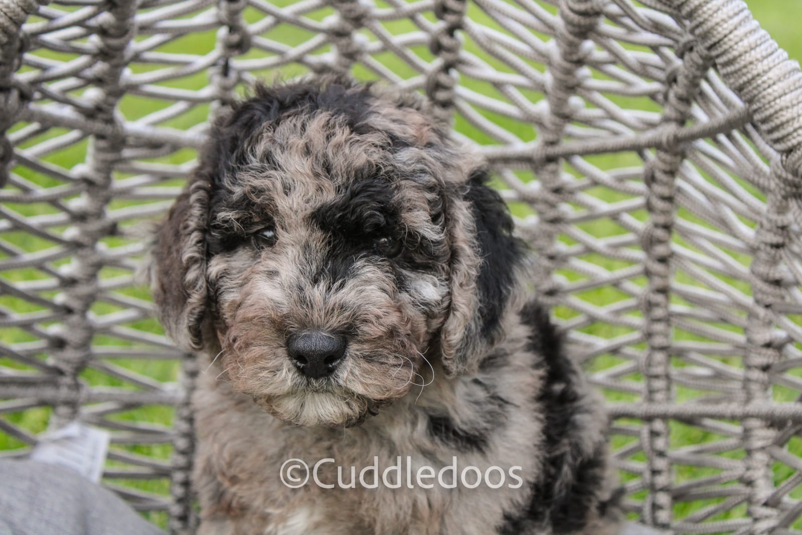 Valley – Spanish Water Dog, Poodle - Miniature  puppy for sale in Sugarcreek, OH
