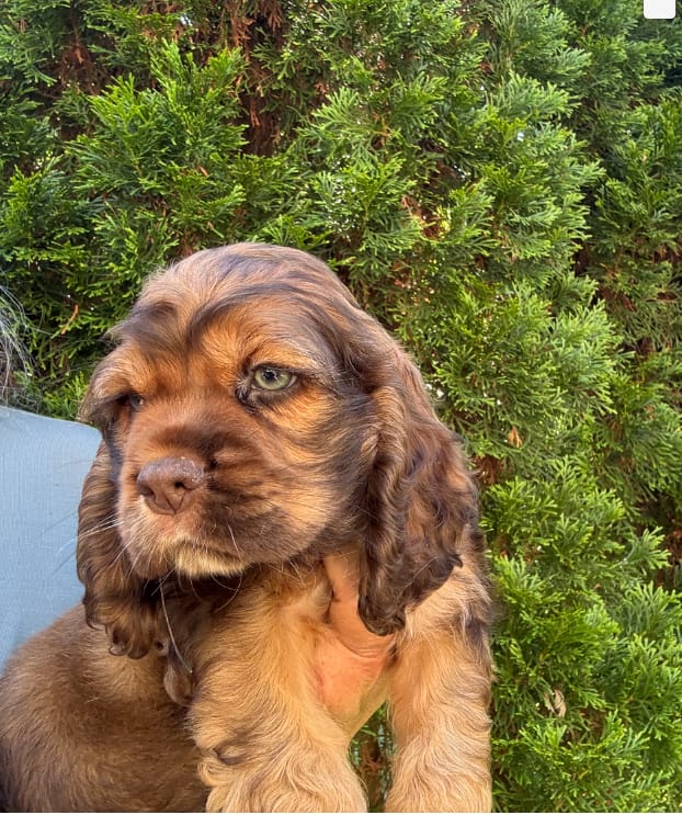 American Cocker Boy #3 – Cocker Spaniel puppy for sale in Charlotte, NC