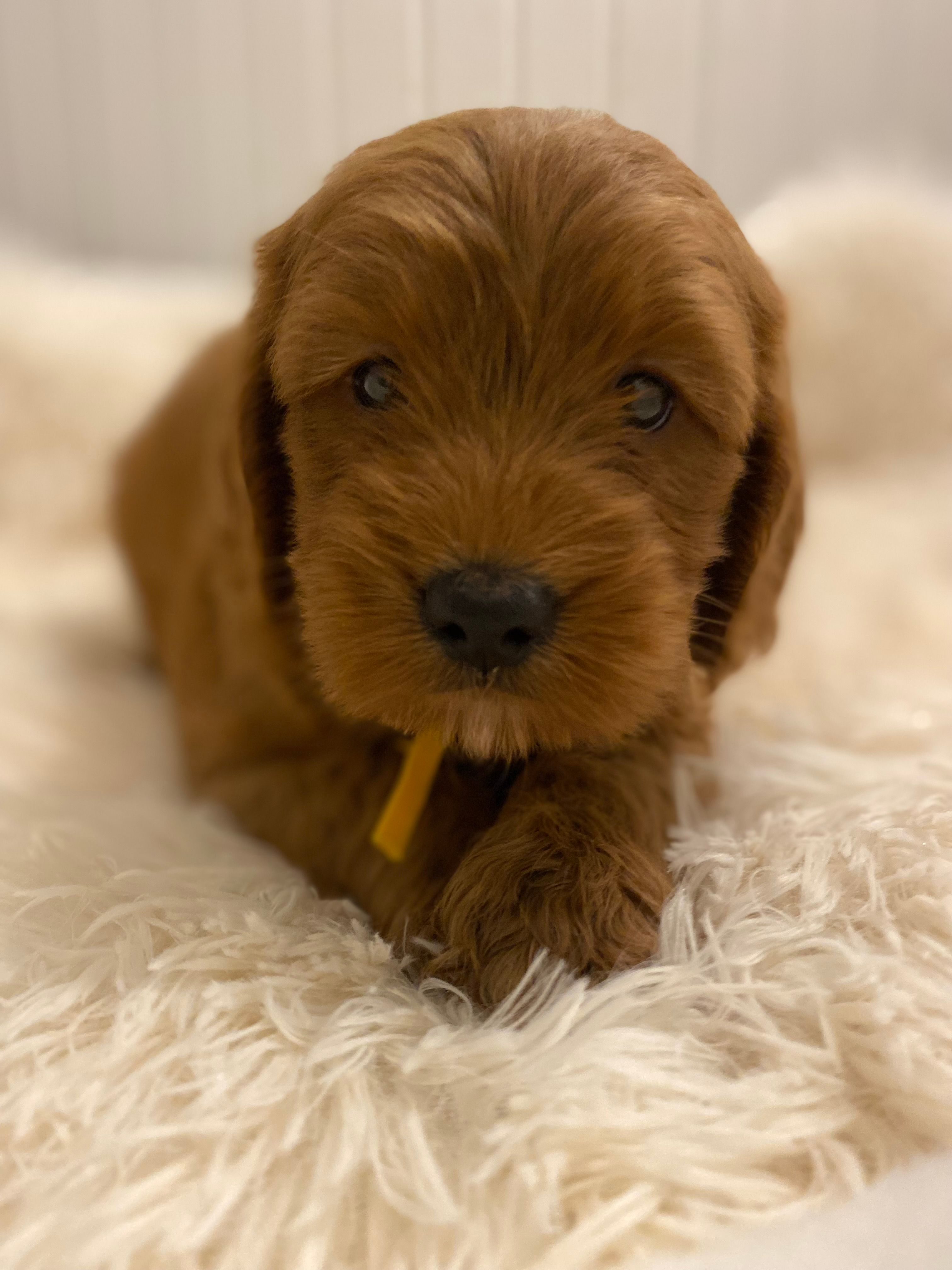 Yellow collard  – Cockapoo puppy for sale in Charlotte, NC