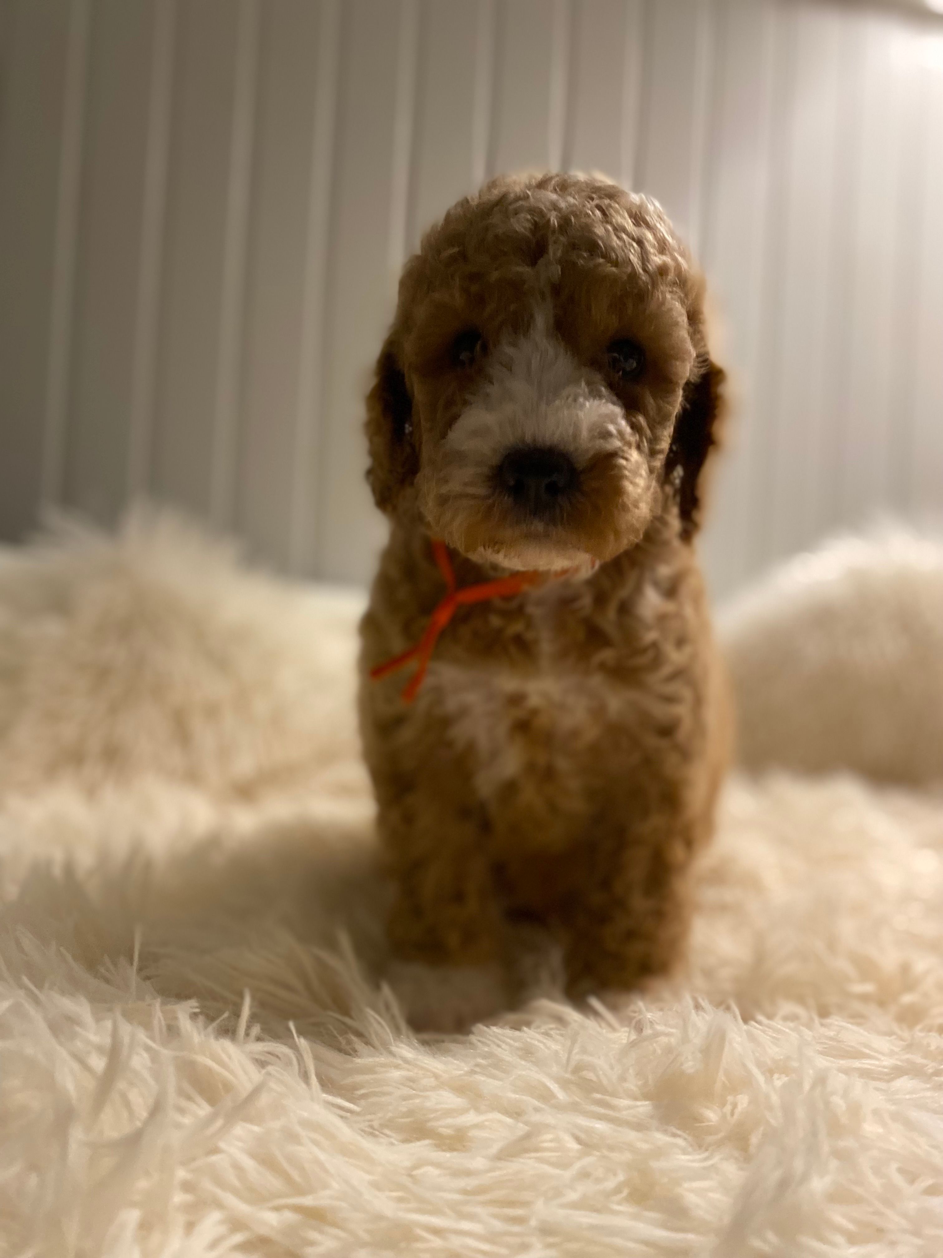 Red collard  – Cockapoo puppy for sale in Charlotte, NC