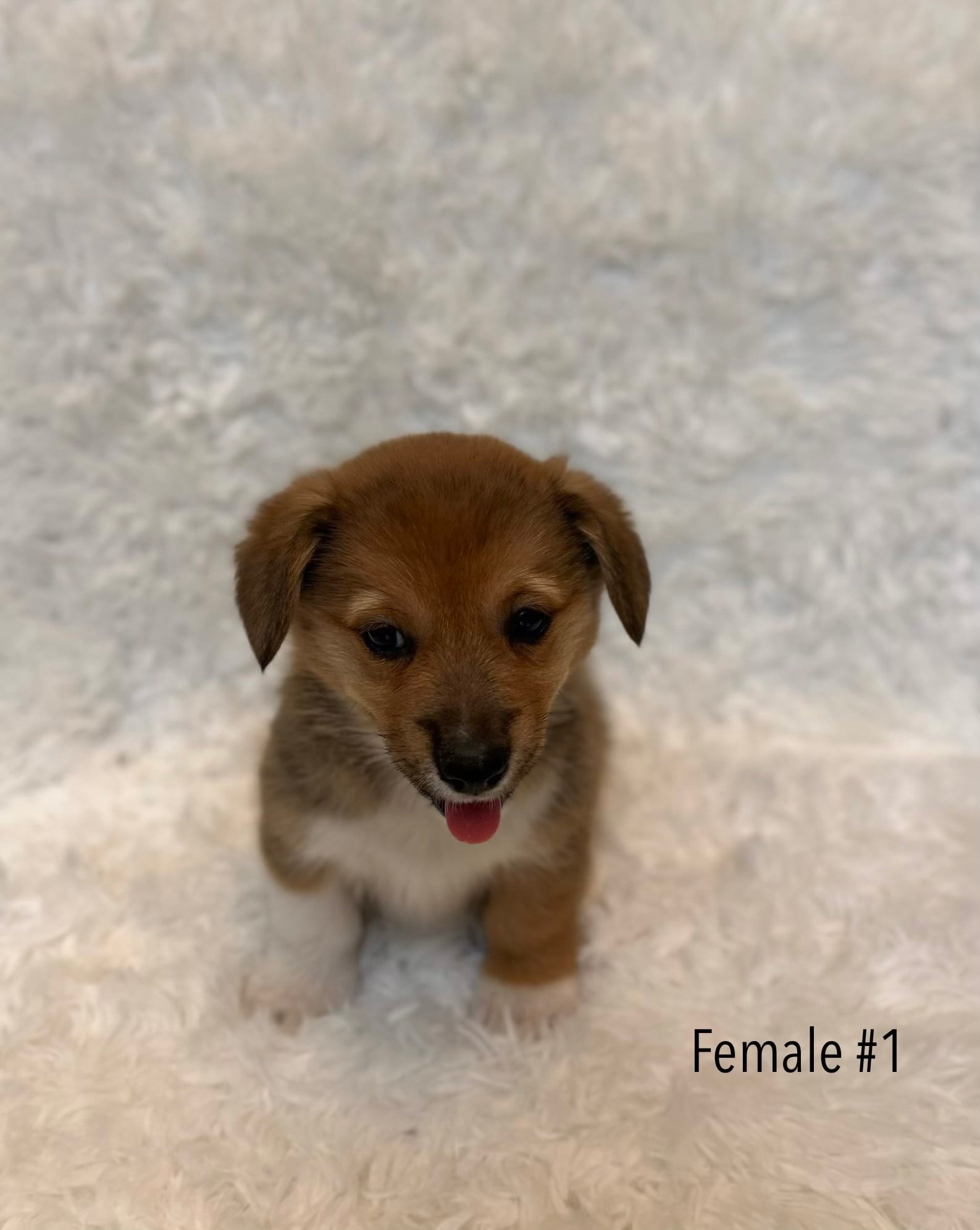 Corgi – Pembroke Welsh Corgi puppy for sale in Sacramento, CA