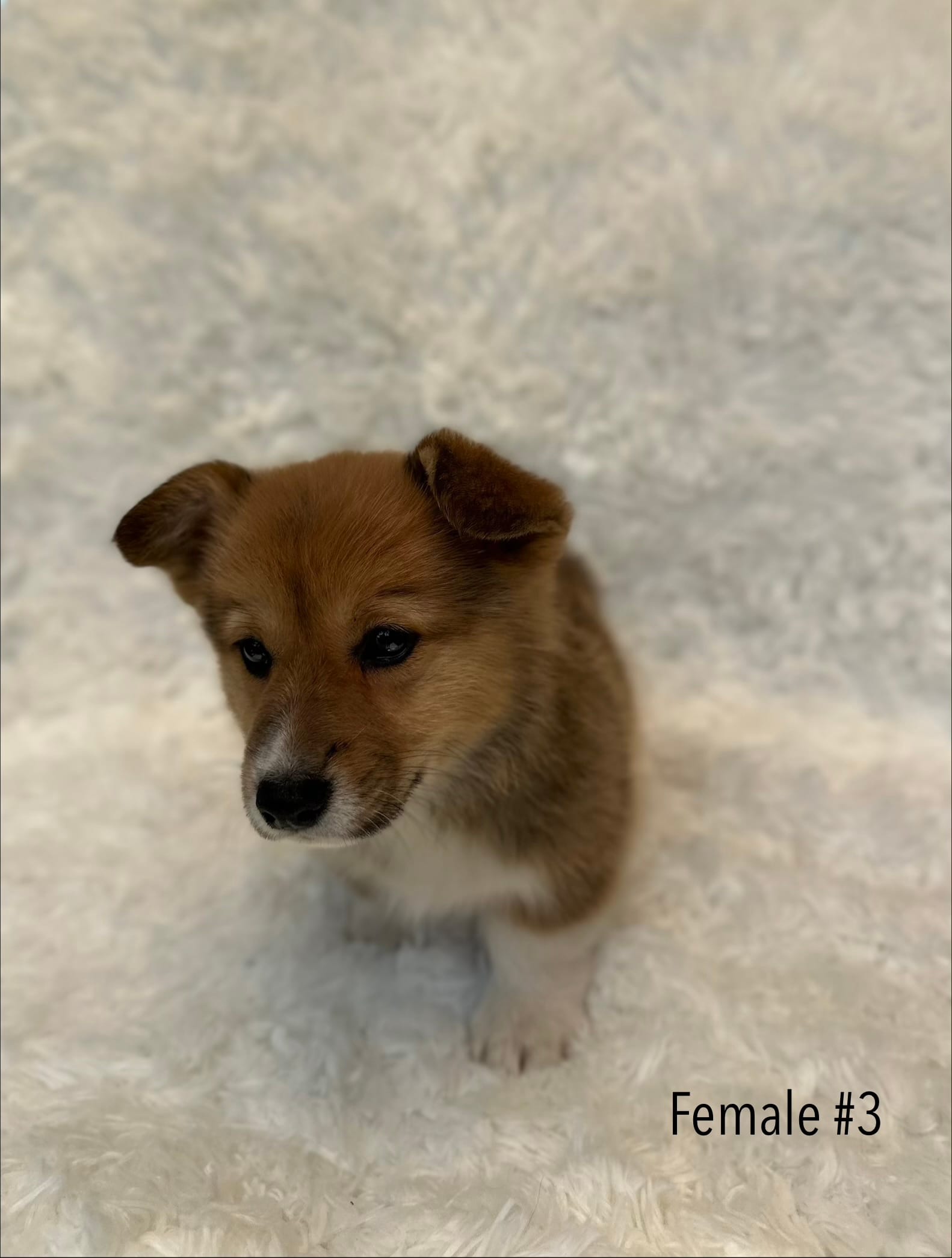 Corgi – Pembroke Welsh Corgi puppy for sale in Sacramento, CA