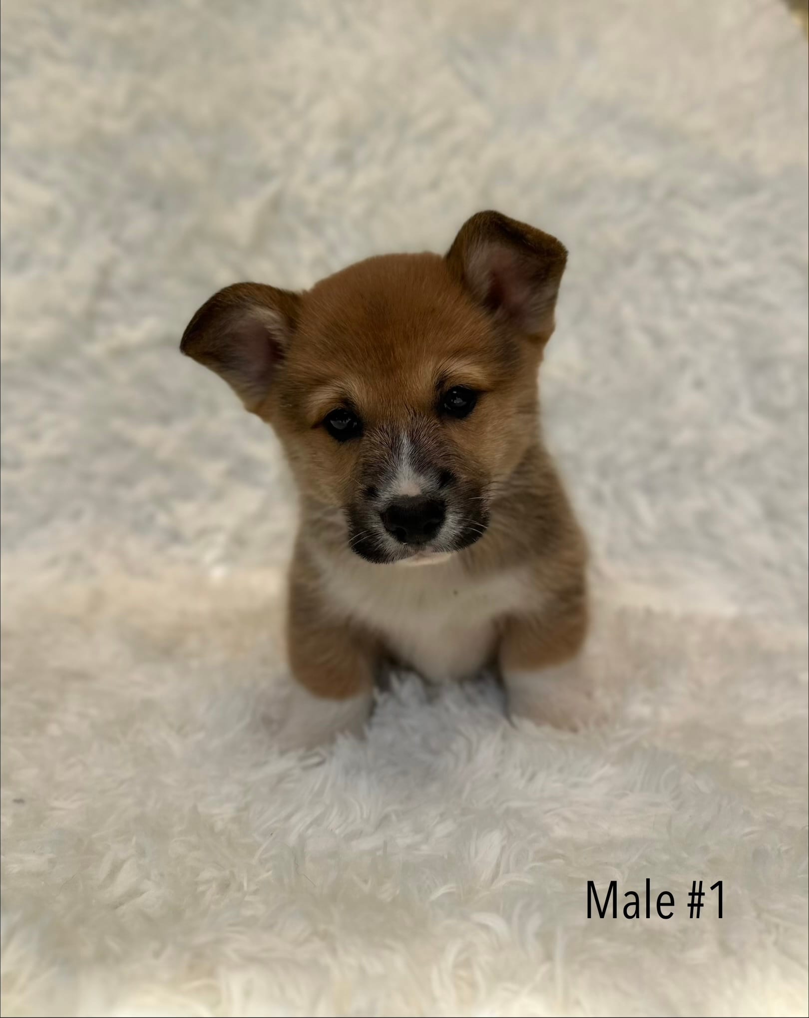 Corgi – Pembroke Welsh Corgi puppy for sale in Sacramento, CA