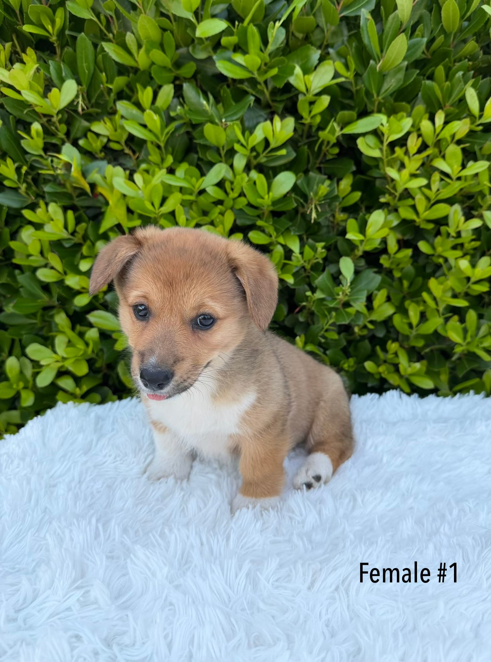 Corgi – Pembroke Welsh Corgi puppy for sale in Sacramento, CA