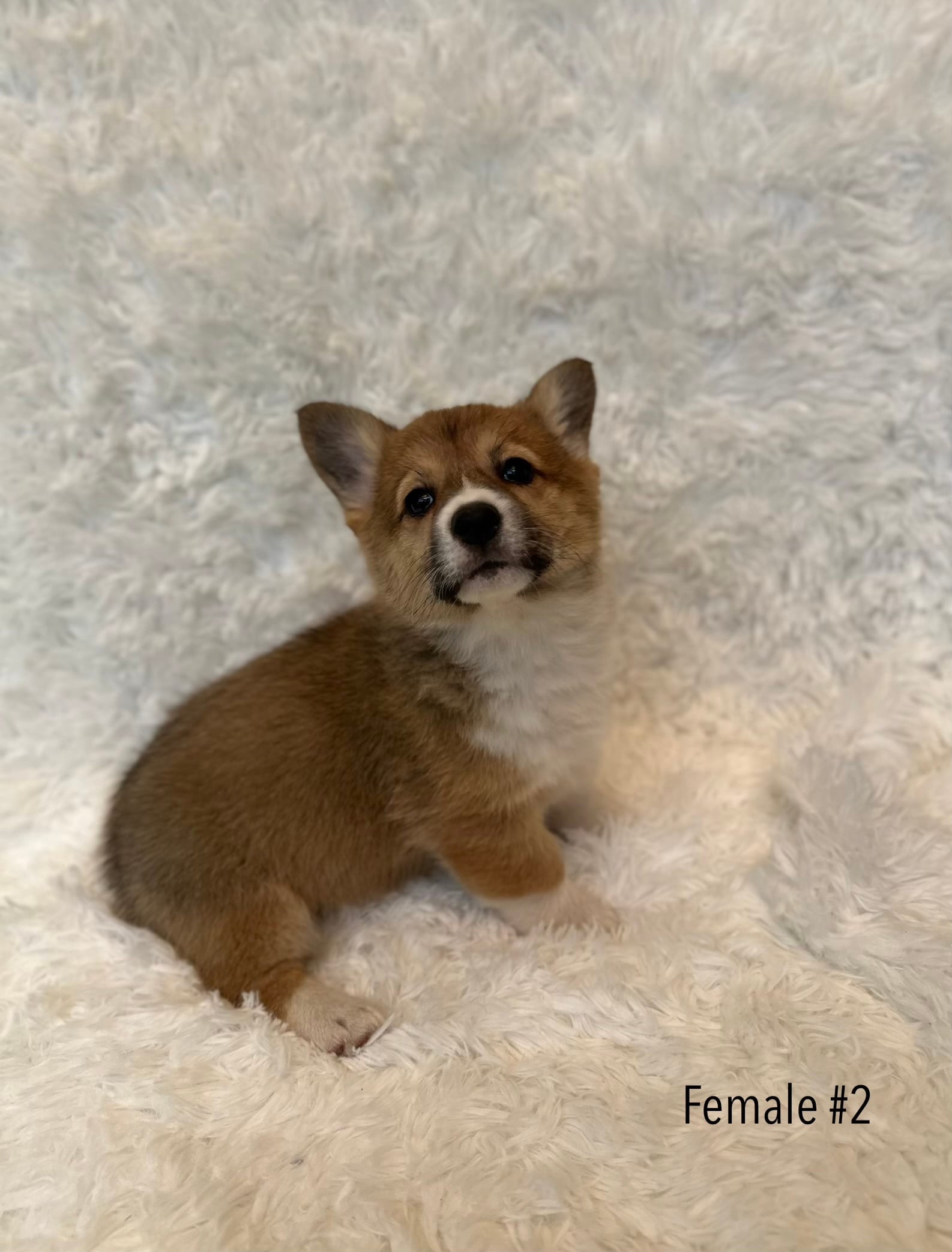 Corgi – Pembroke Welsh Corgi puppy for sale in Sacramento, CA