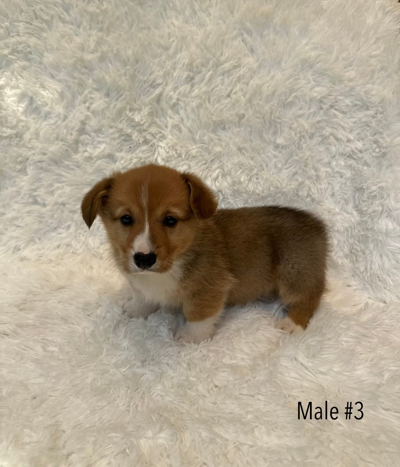 Corgi – Pembroke Welsh Corgi puppy for sale in Sacramento, CA