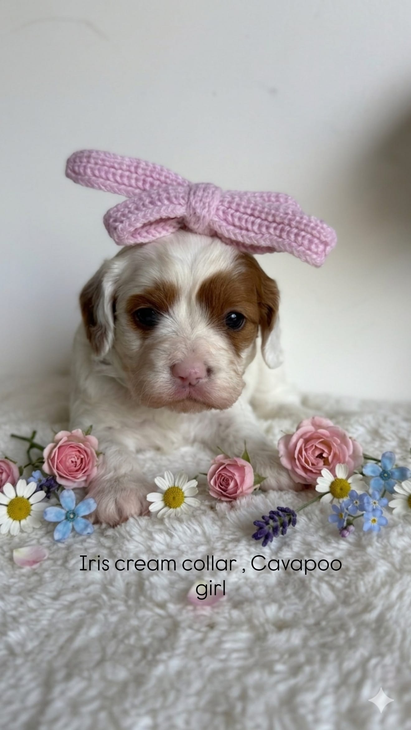 Iris  – Cavapoo, Poodle - Miniature  puppy for sale in Selma, NC