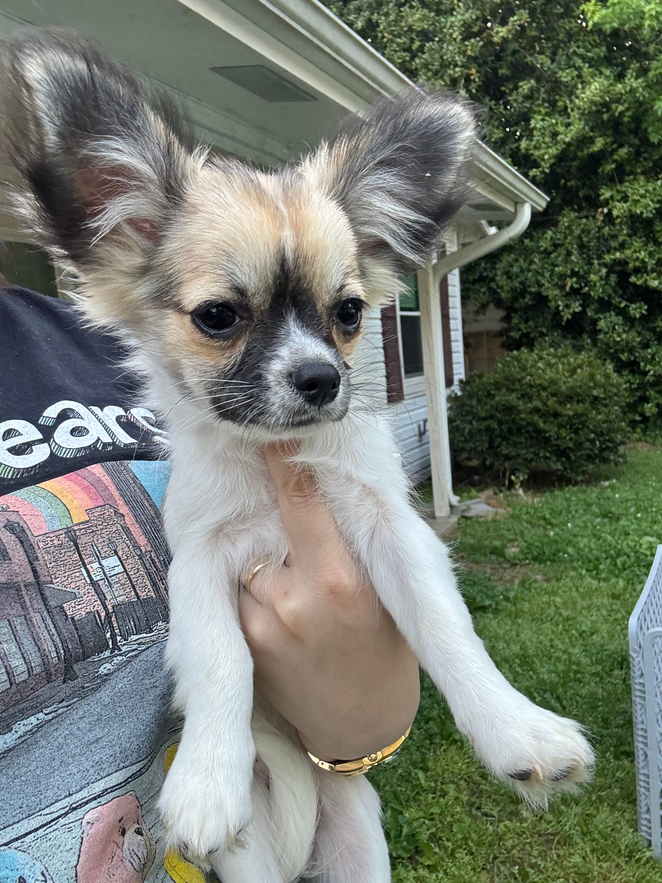 Cookie – Chihuahua puppy for sale in Atlanta, GA