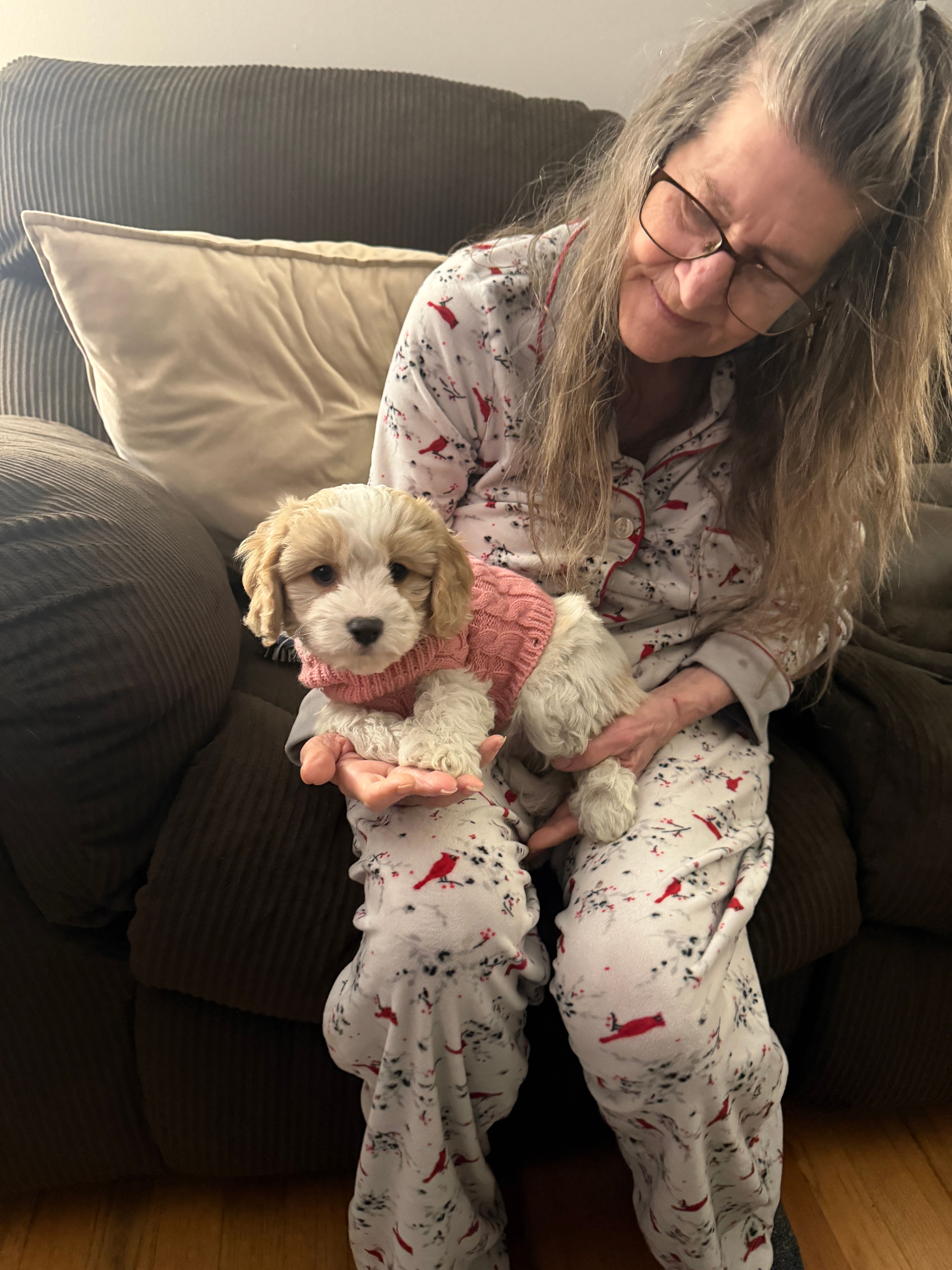 Cavachon 1 – Cavachon puppy for sale in Richmond, VA