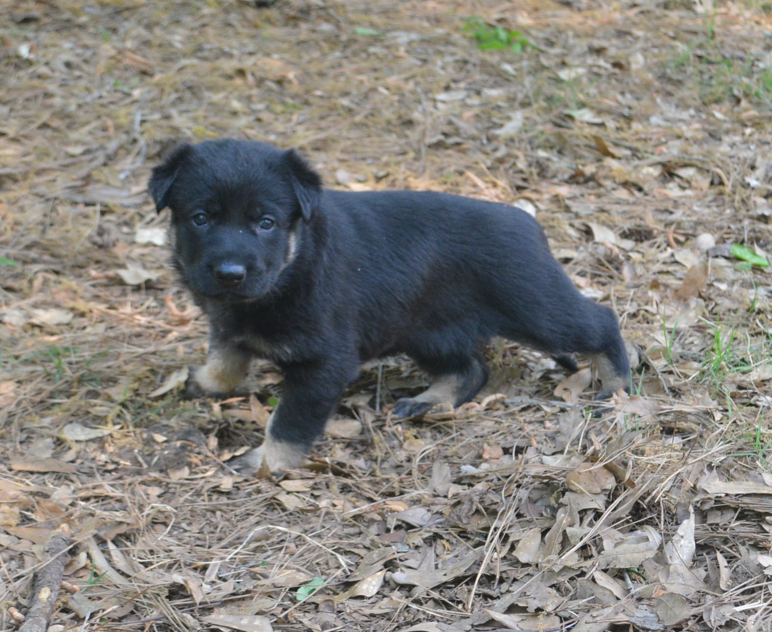 Tilly – German Shepherd Dog puppy for sale in Georgia, GA