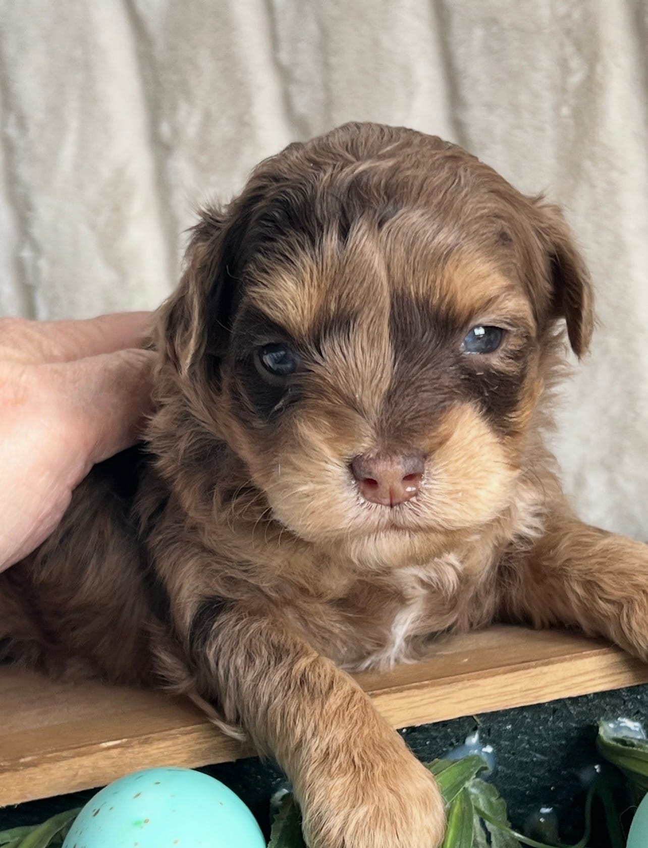 Willow Small Mini Goldendoodle  – Miniature Goldendoodle puppy for sale in Niles, MI