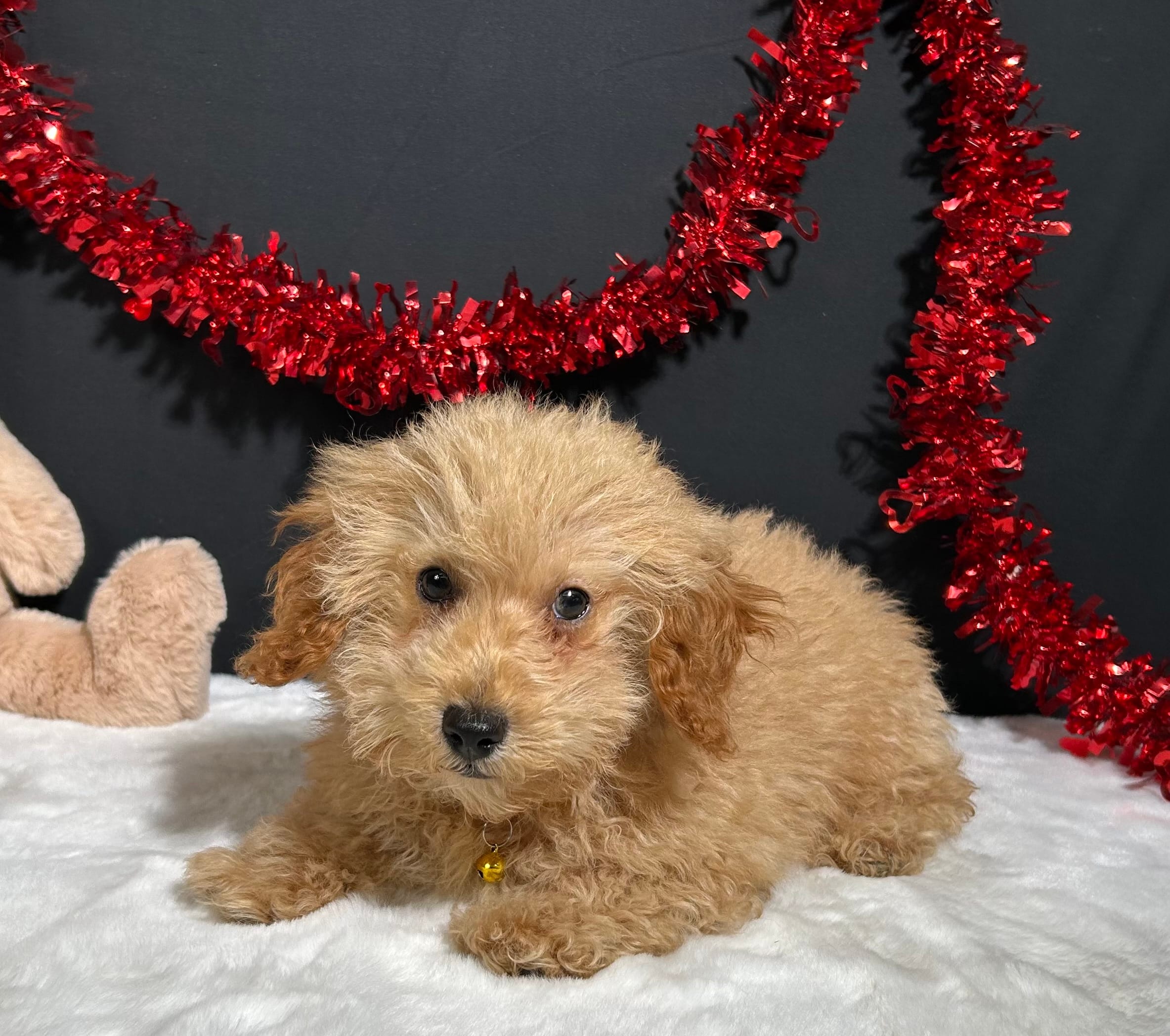 Andy – Poodle - Toy  puppy for sale in Plainville, IN