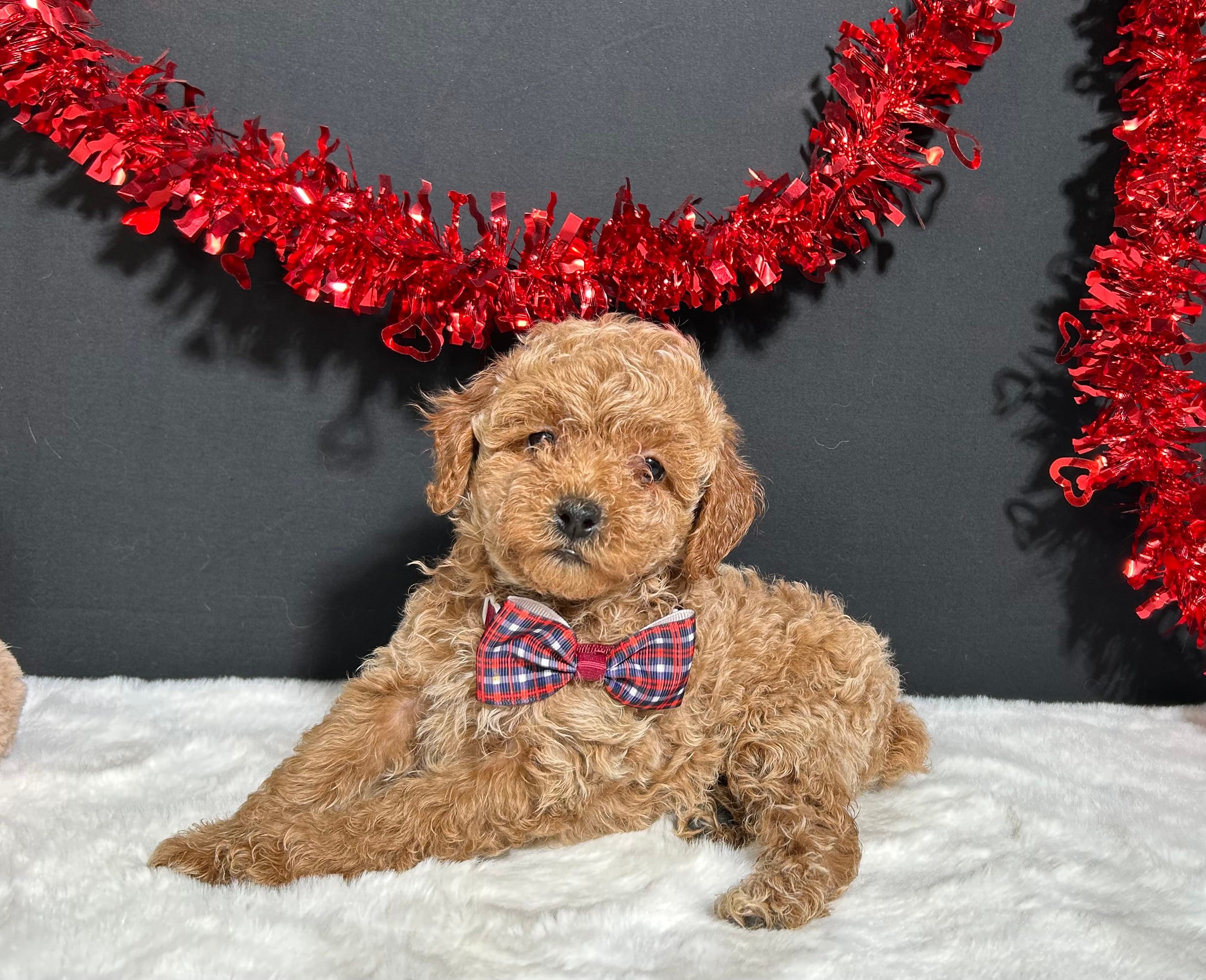 Luna – Poodle - Toy  puppy for sale in Plainville, IN