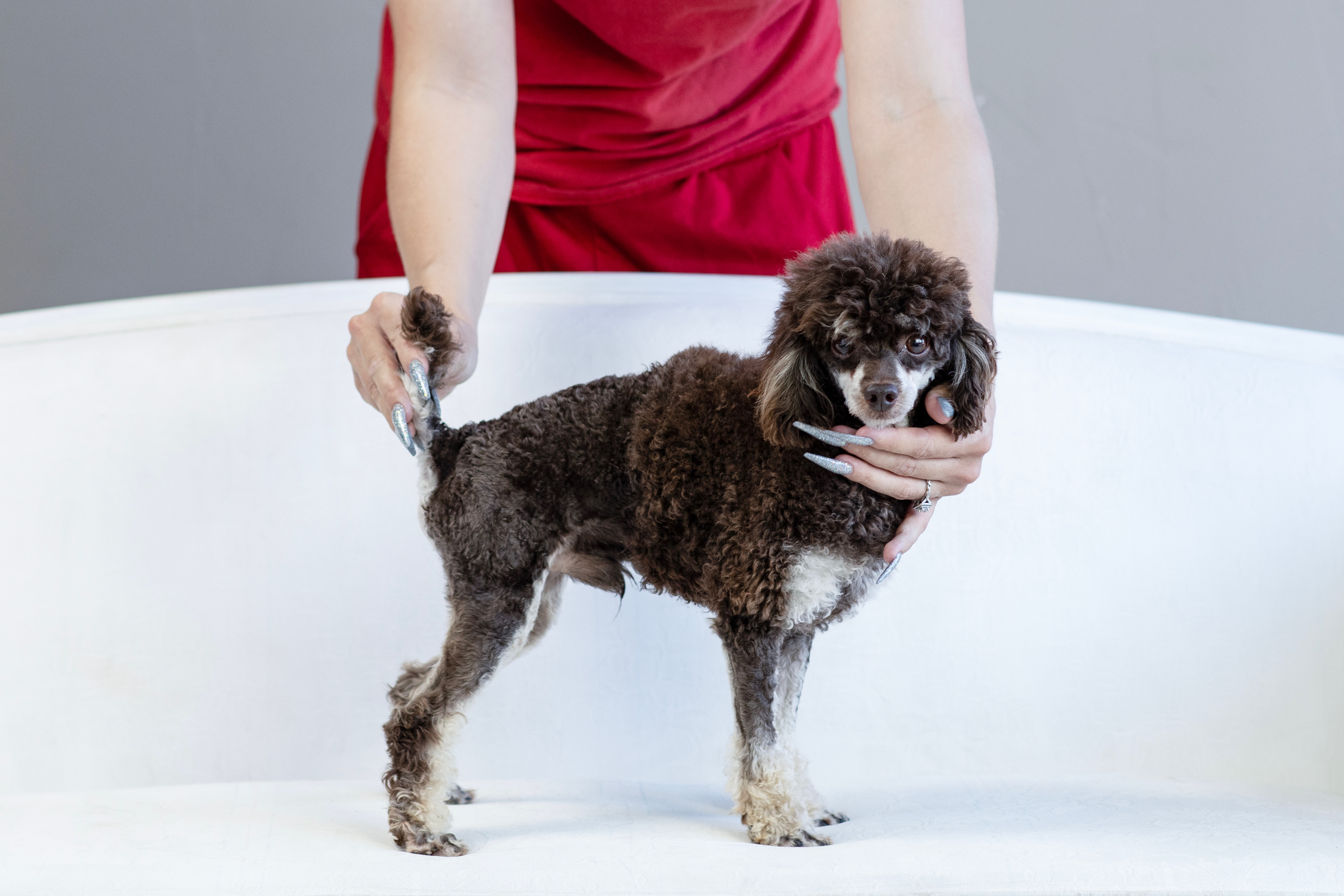 Copper – Poodle - Toy  puppy for sale in Muskogee, OK