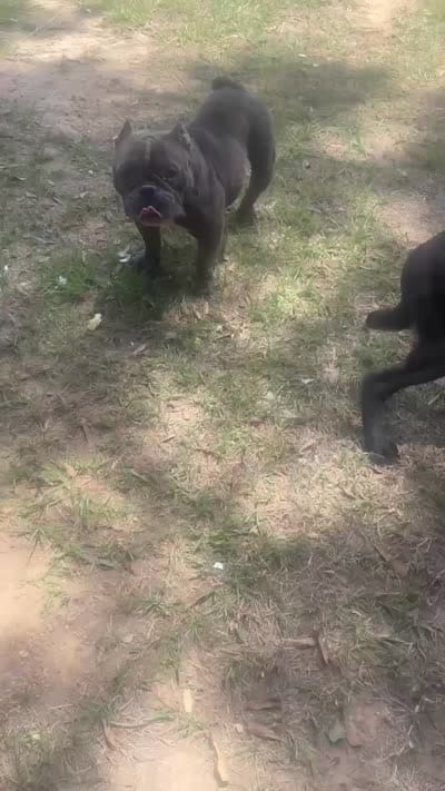 Sushi, a female American Bully for sale in Hattiesburg, MS – 1 of 1