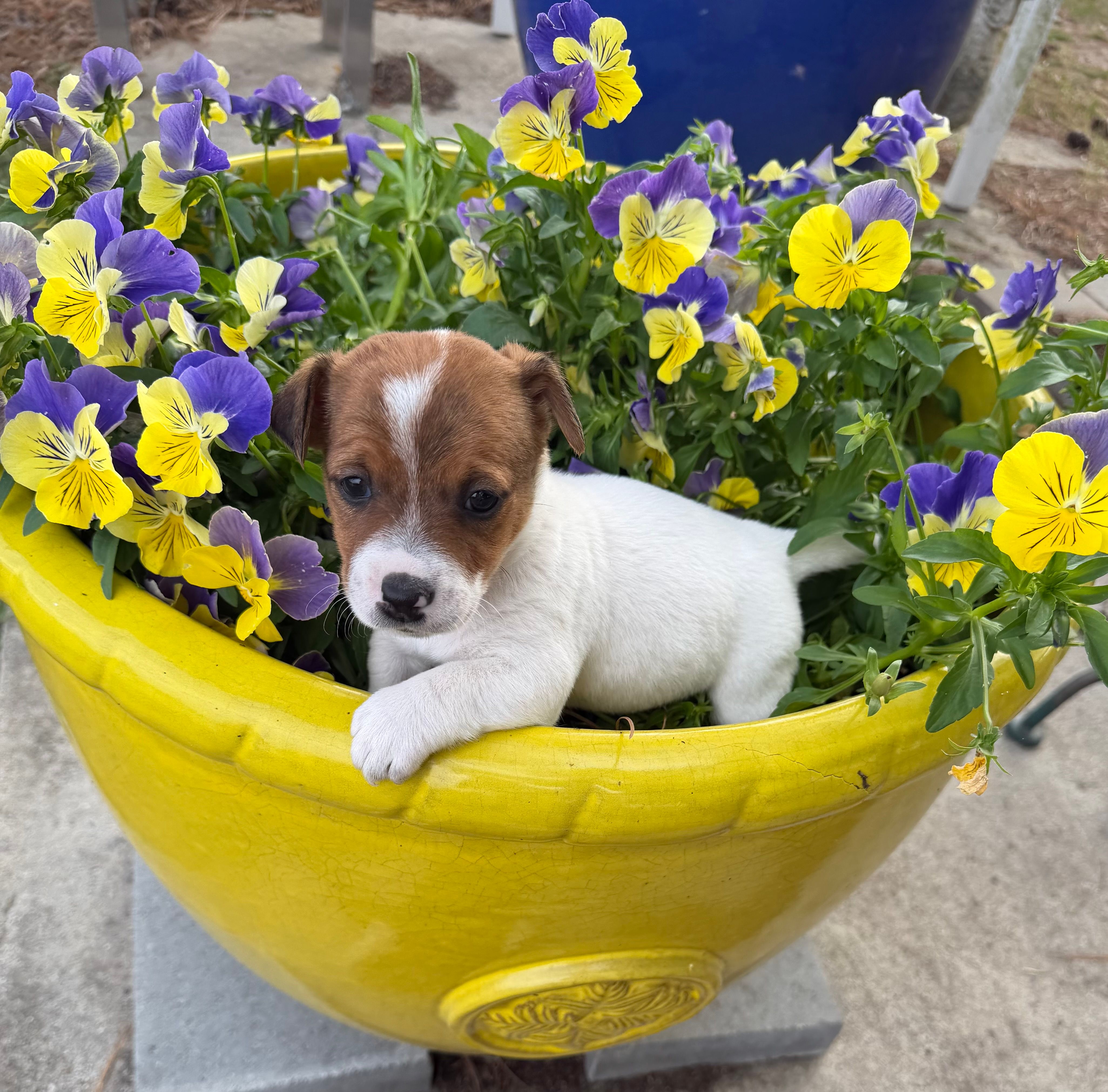 Lester – Jack Russell Terrier puppy for sale in Nashville, NC