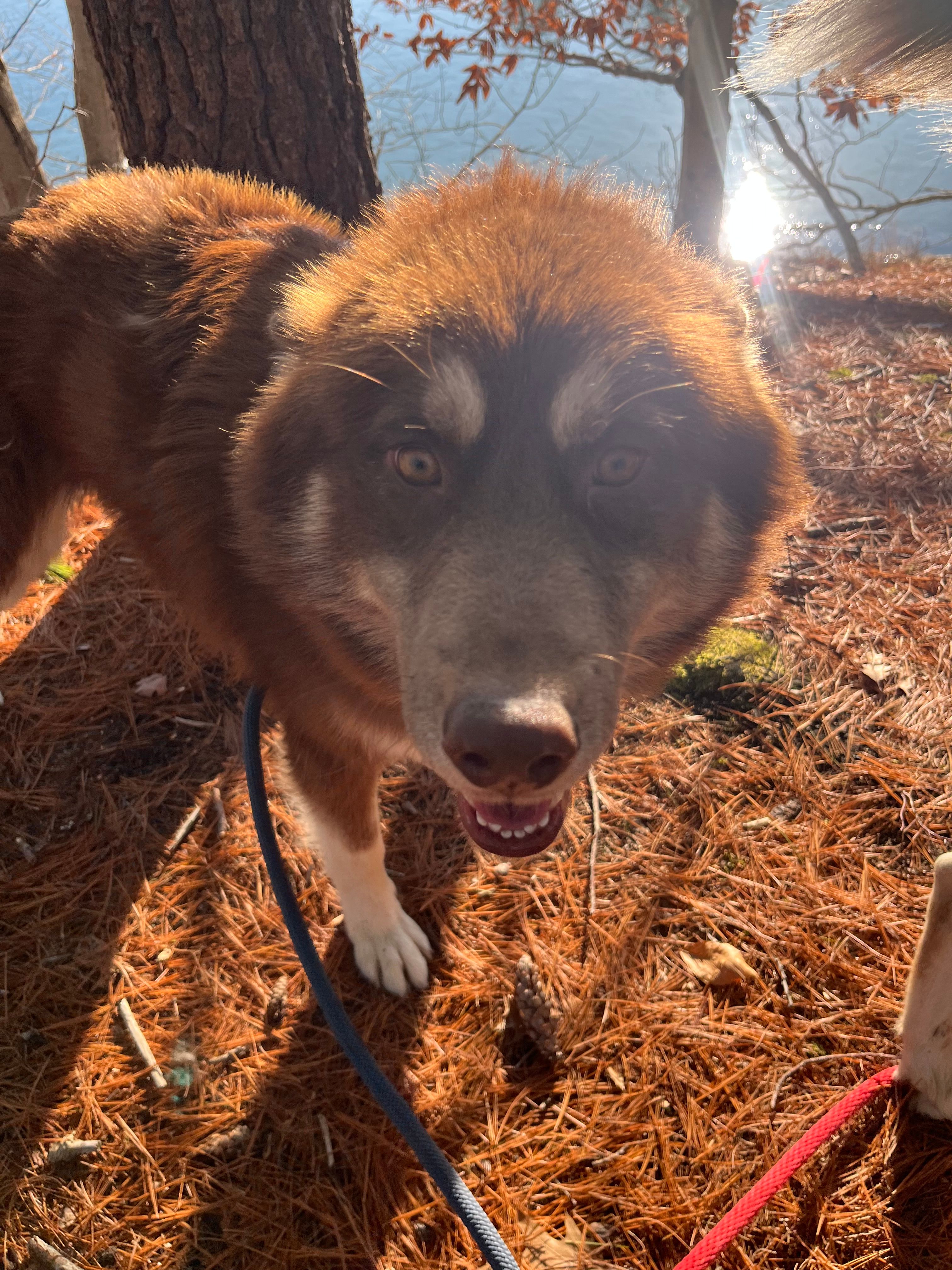 Bear  – Siberian Husky puppy for sale in Kittery, ME