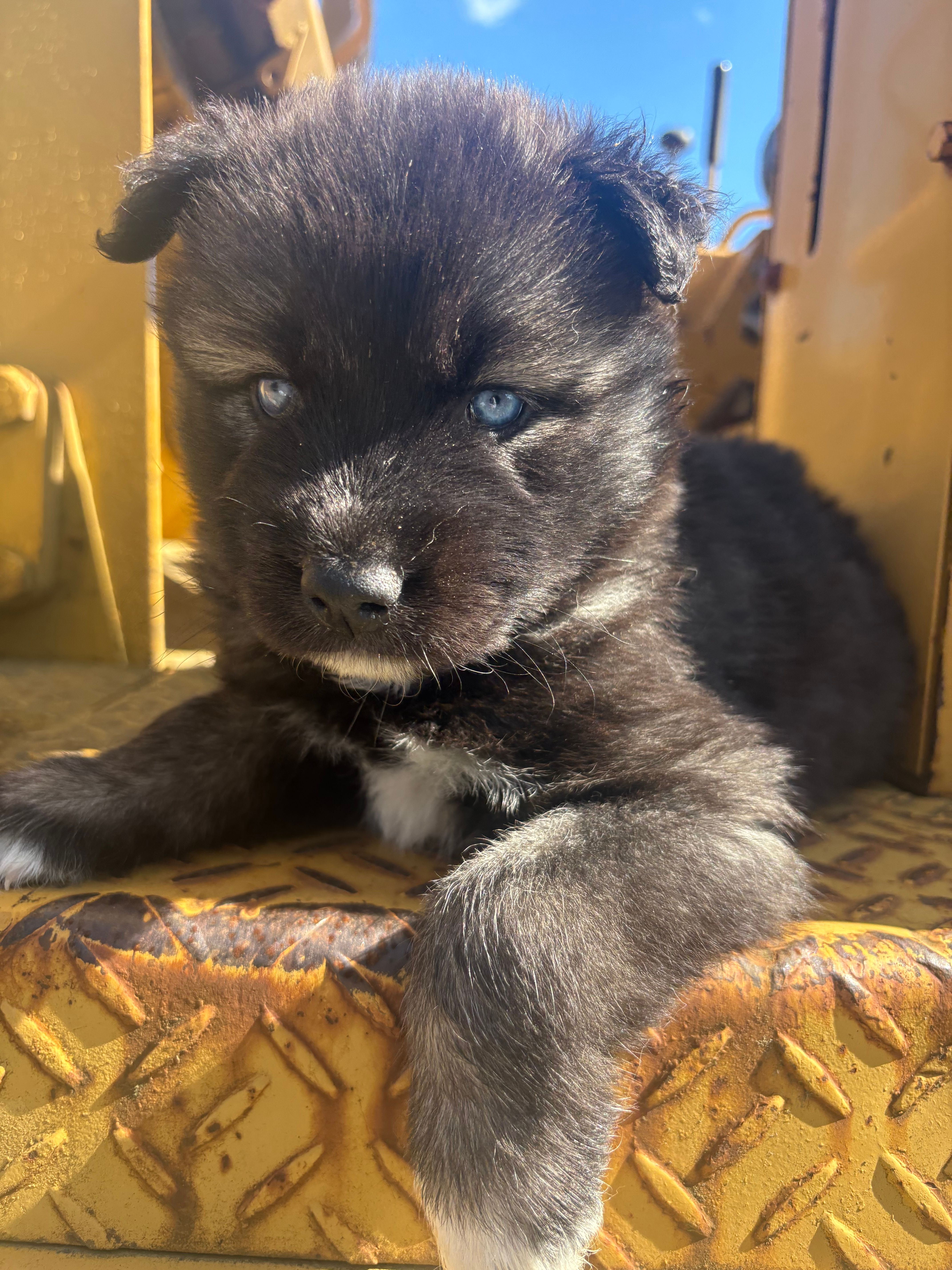 TAIKA  – Siberian Husky puppy for sale in Kittery, ME