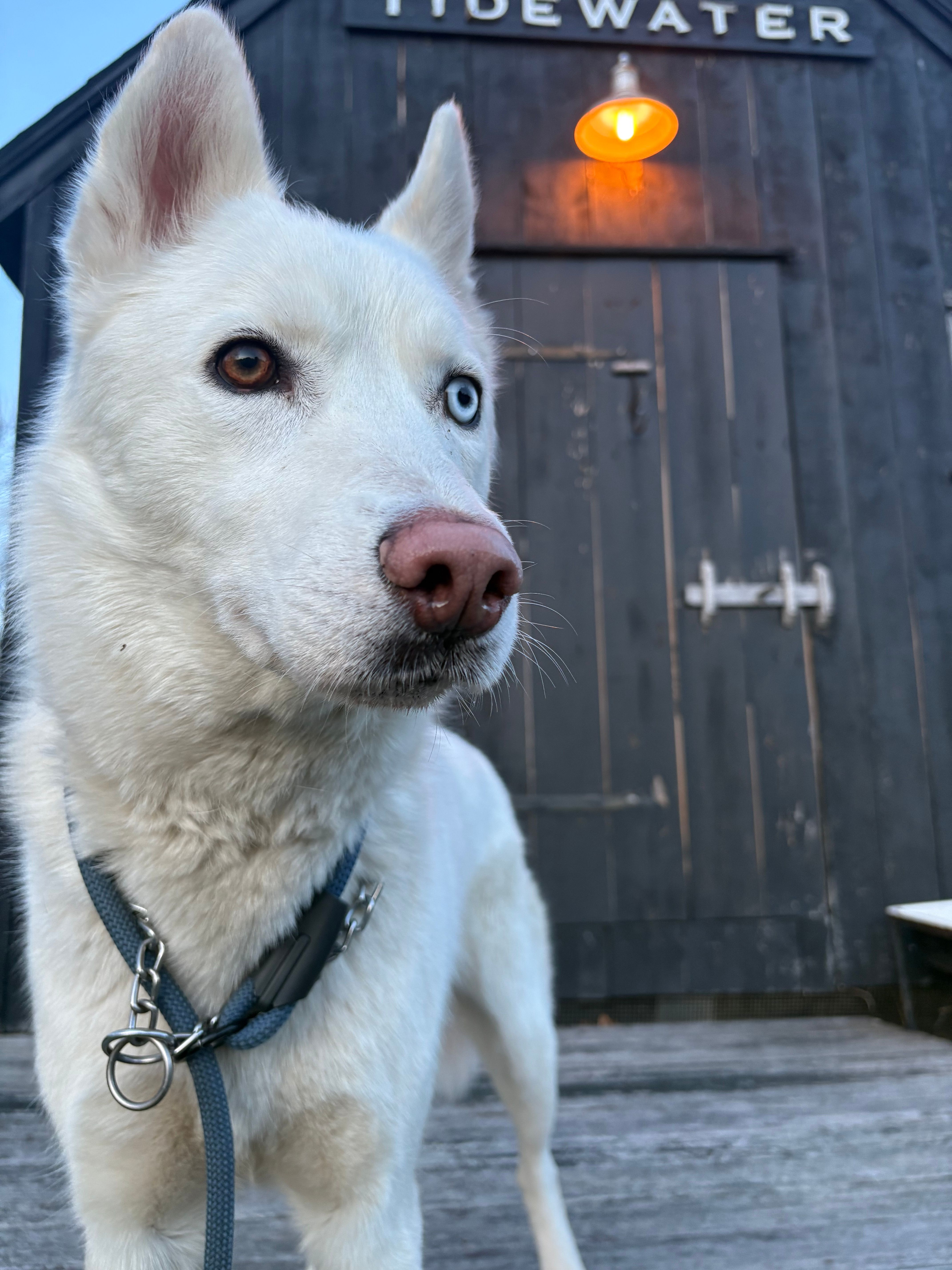 Polar – Siberian Husky puppy for sale in Kittery, ME