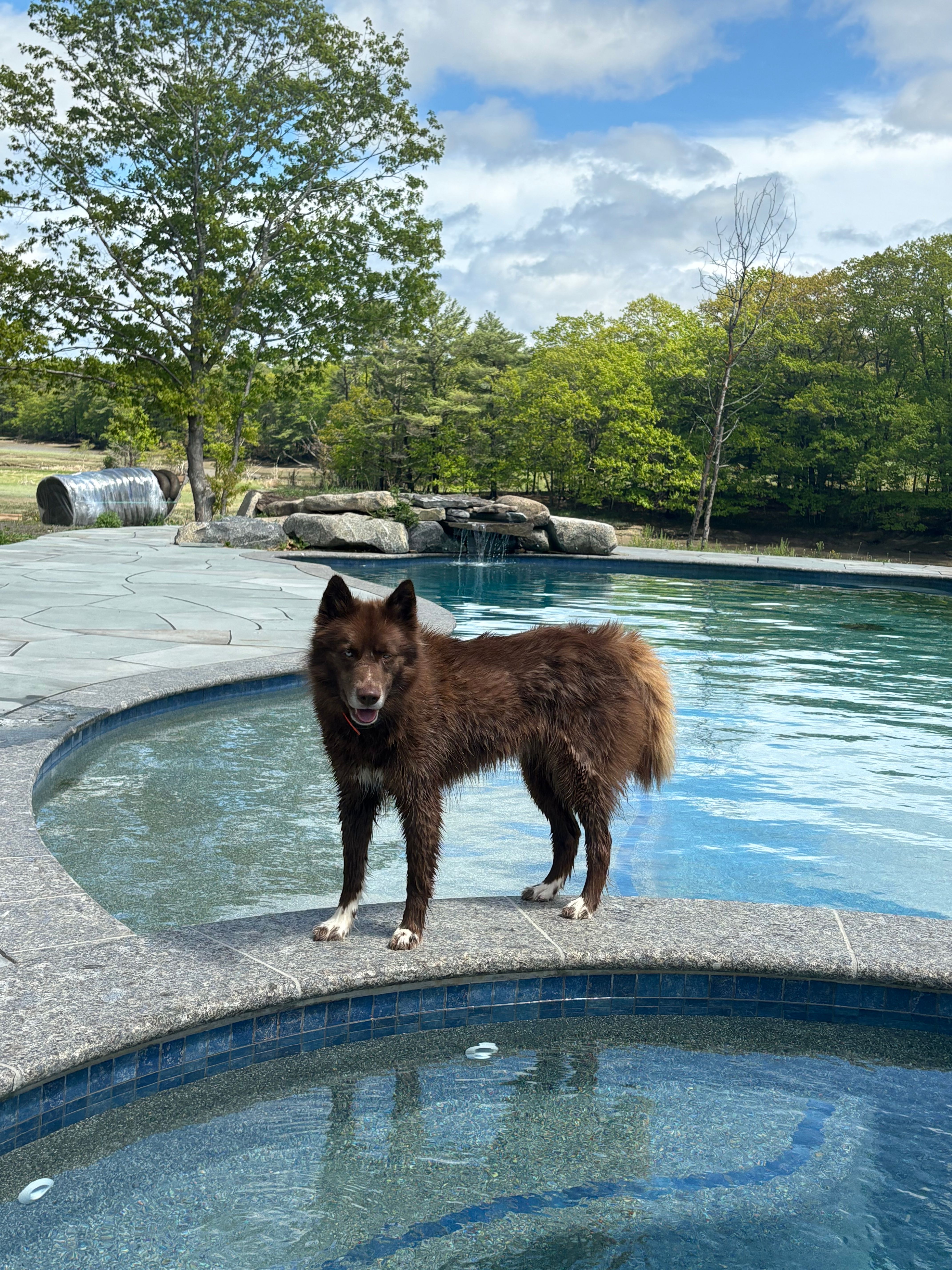 Dakota  – Siberian Husky puppy for sale in Kittery, ME