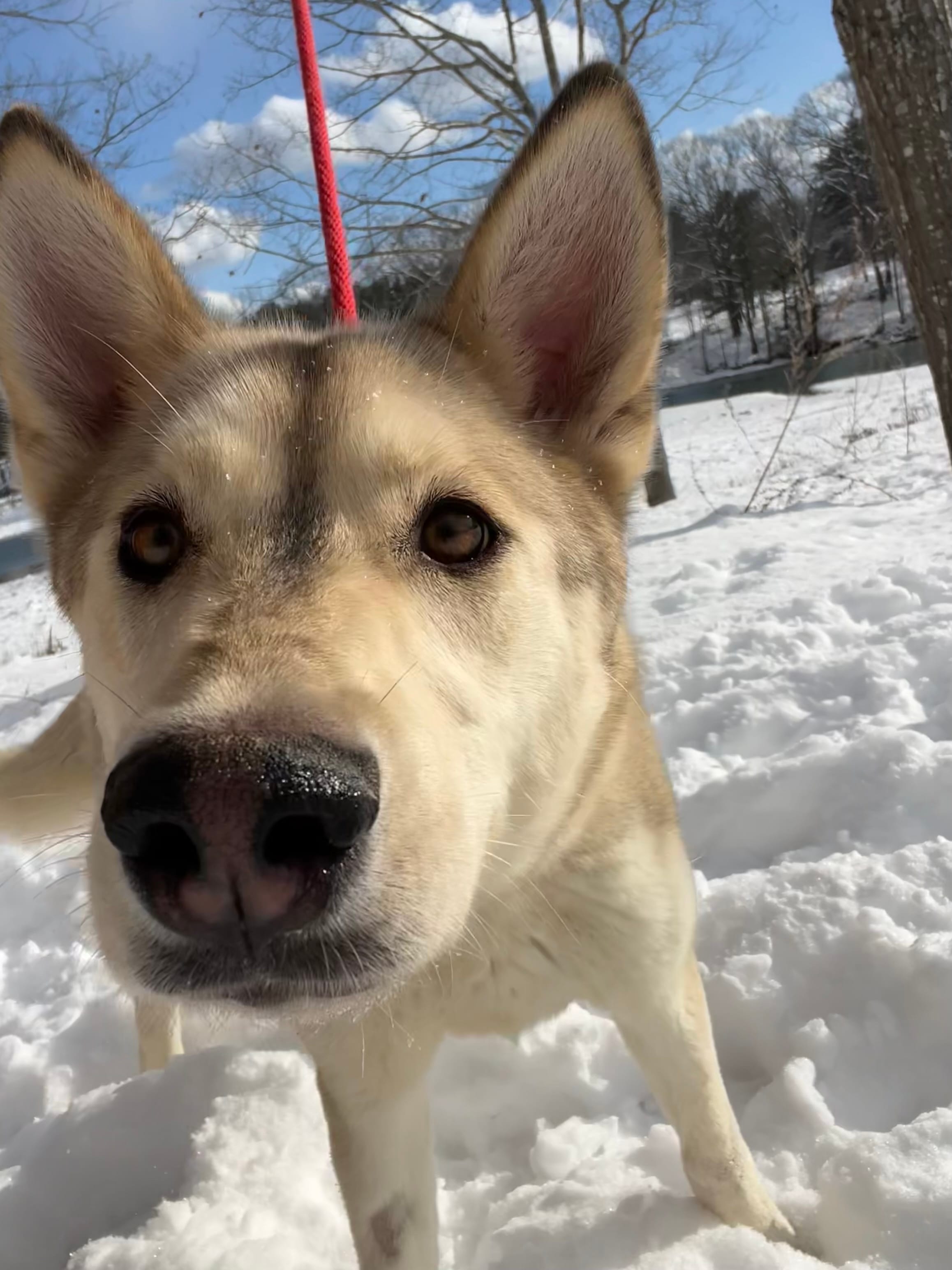 Valencia  – Siberian Husky puppy for sale in Kittery, ME