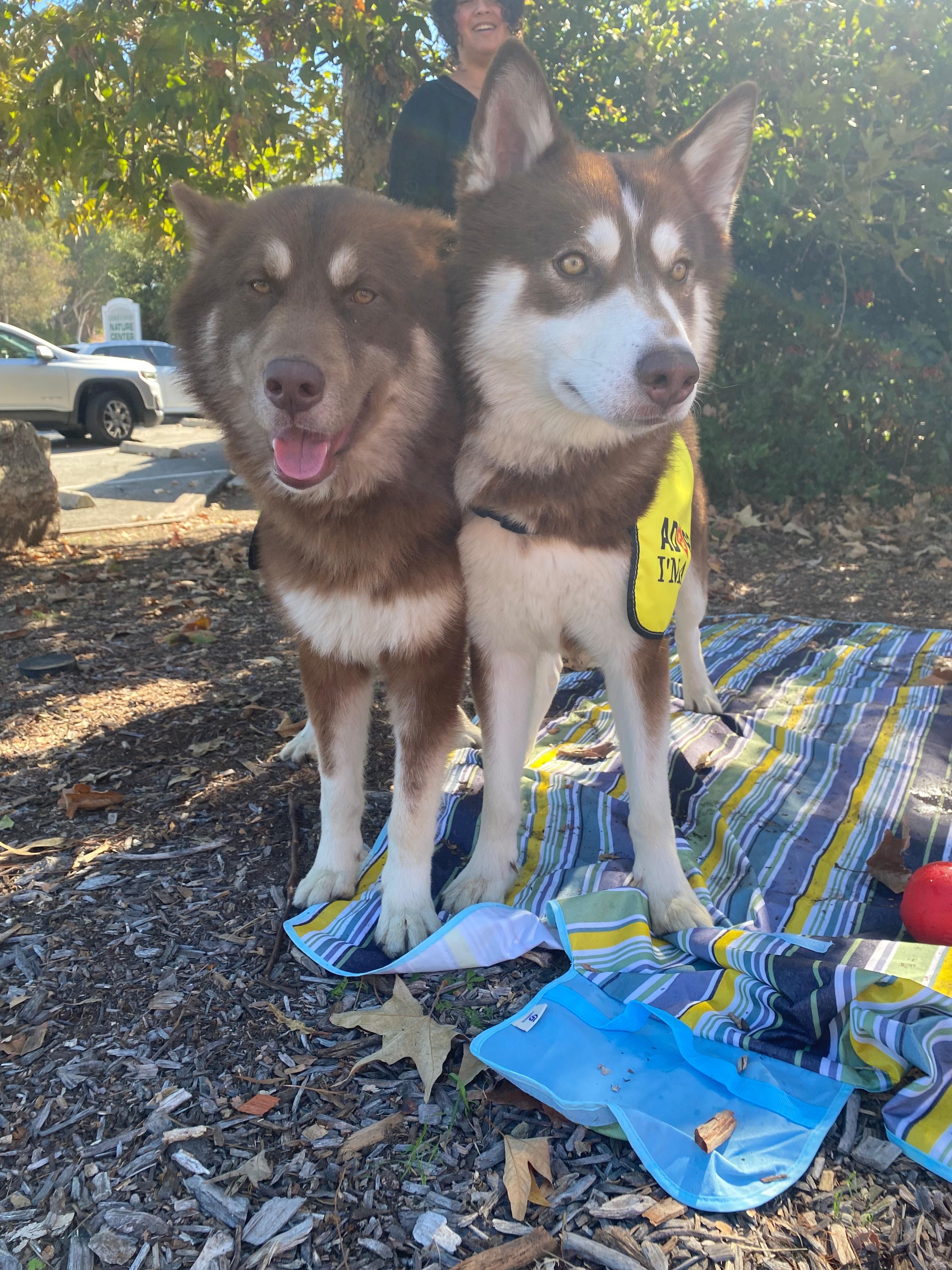 Bear  – Siberian Husky puppy for sale in Kittery, ME