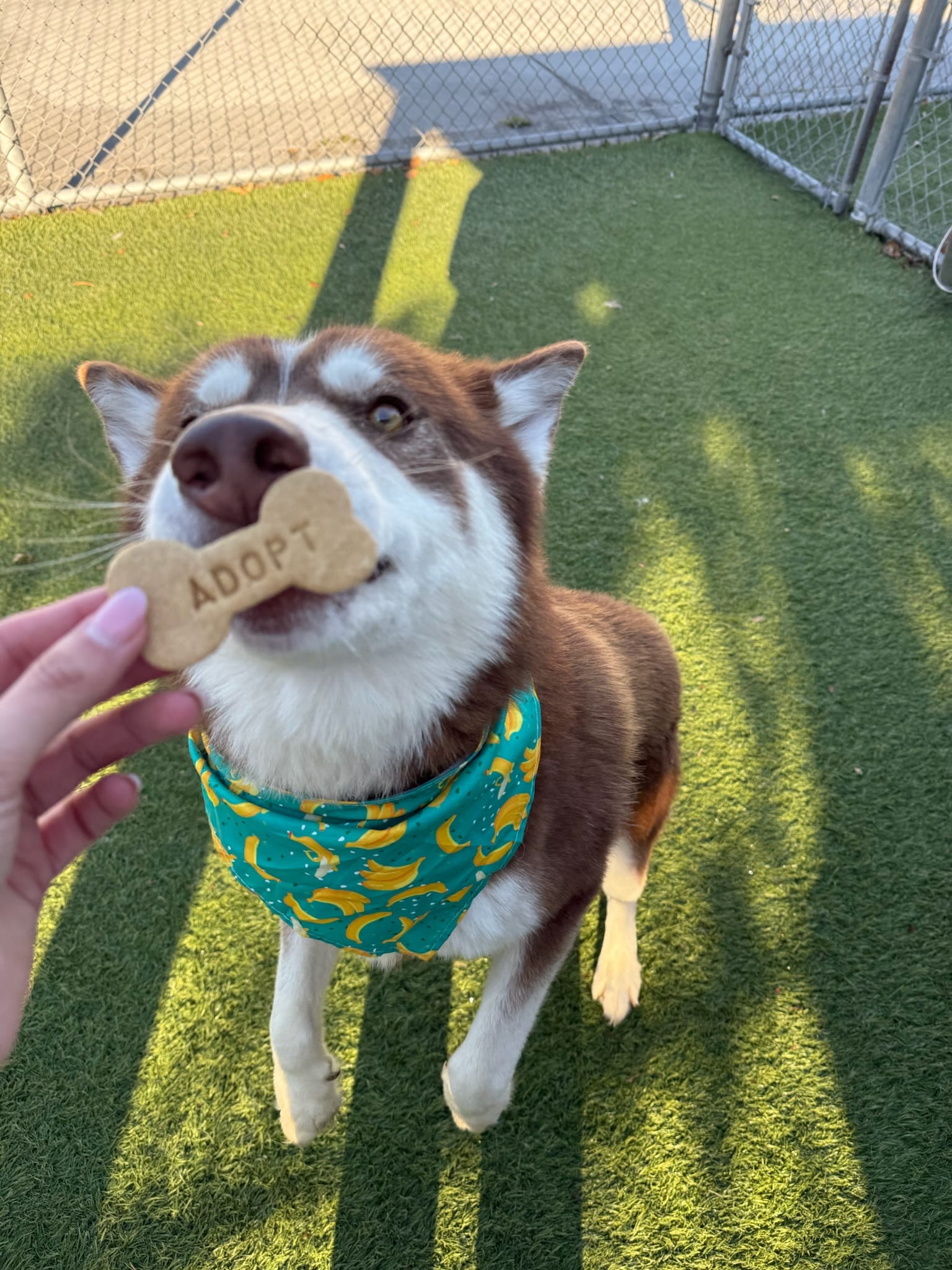 Junior  – Siberian Husky puppy for sale in Kittery, ME