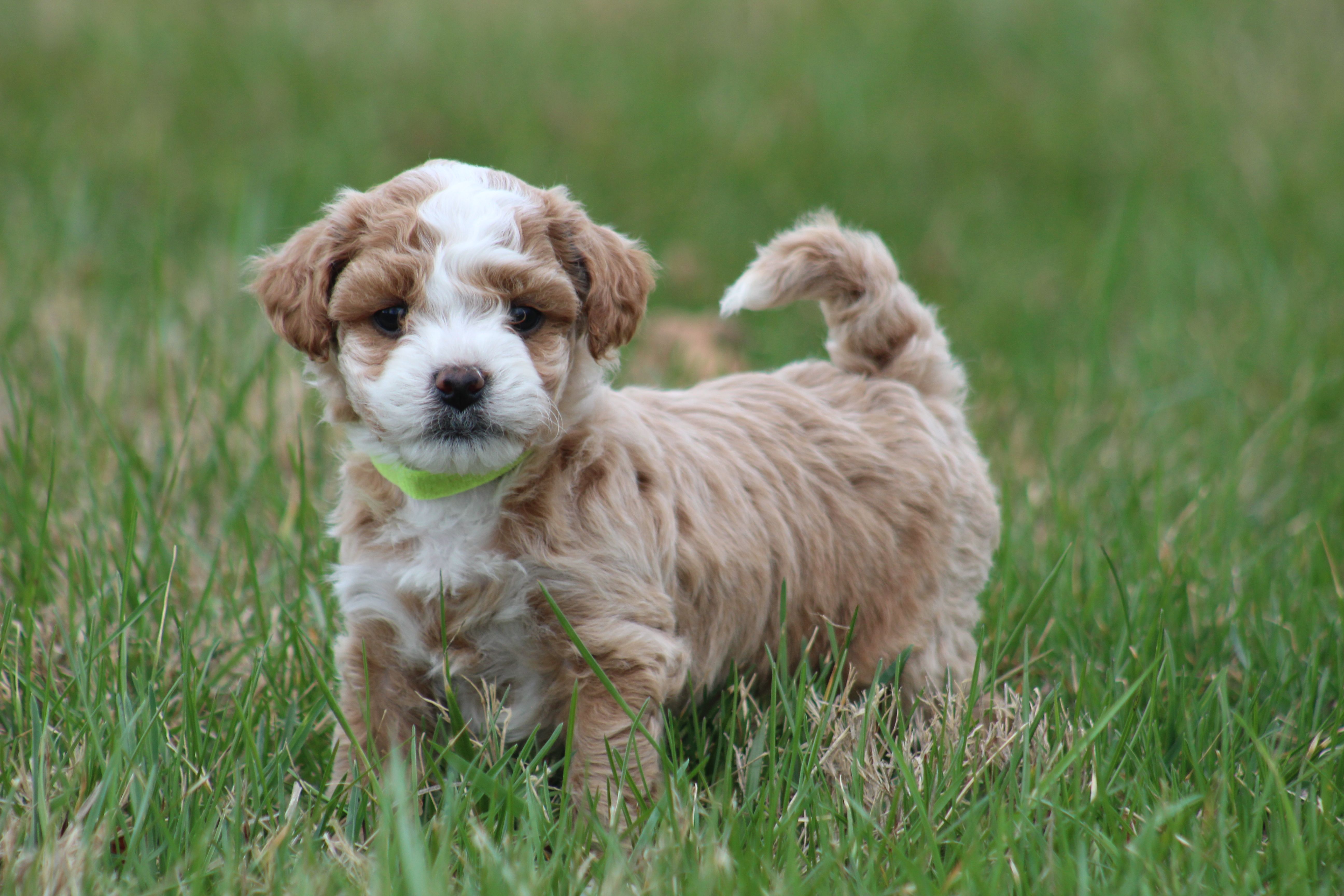 Ace – Bichon Frise, Poodle - Miniature  puppy for sale in Carlisle, PA