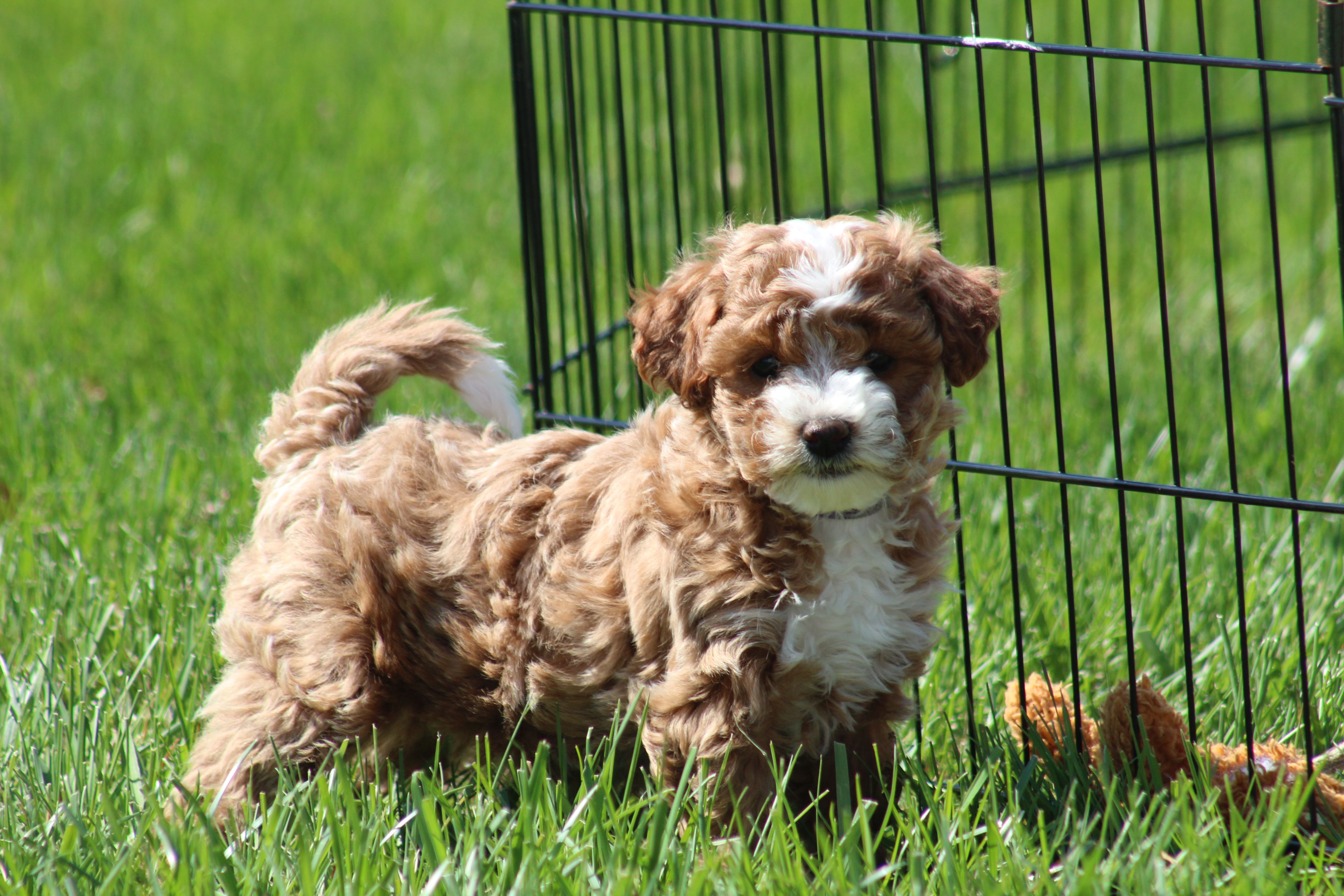 Bailey – Bichon Frise, Poodle - Miniature  puppy for sale in Carlisle, PA