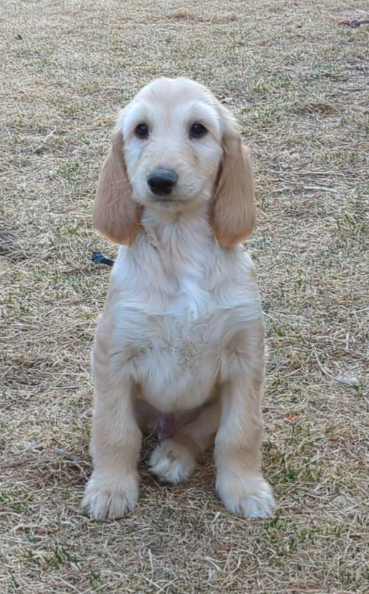 Cream – Afghan Hound puppy for sale in Loma, MT