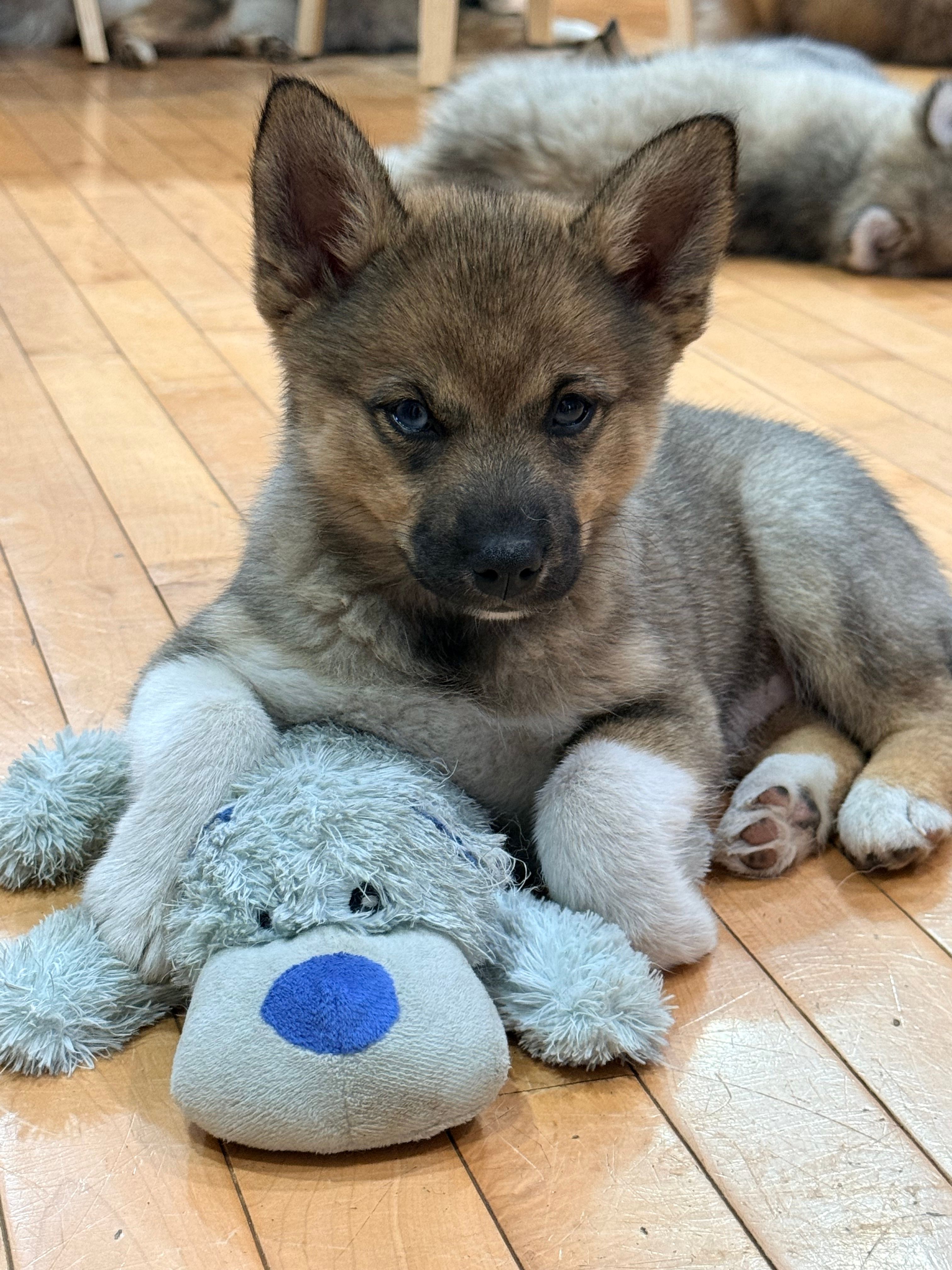 Flora – Pomsky puppy for sale in Doon, IA