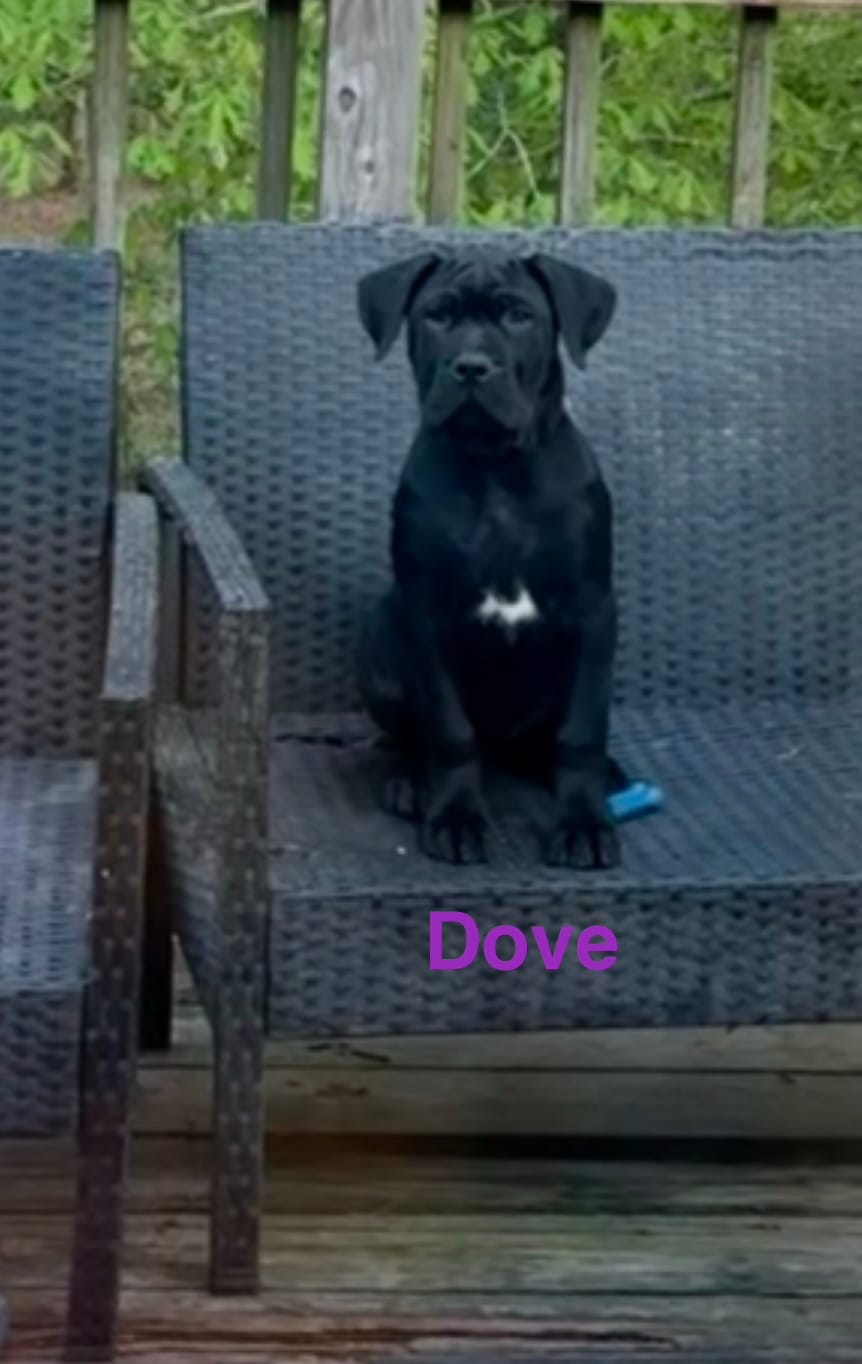 Lavender  – Cane Corso puppy for sale in Birmingham, AL