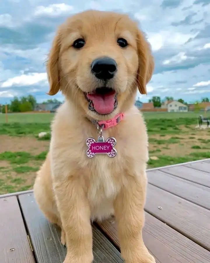 HONEY AKC REGISTERED  – Golden Retriever puppy for sale in Oklahoma City, OK