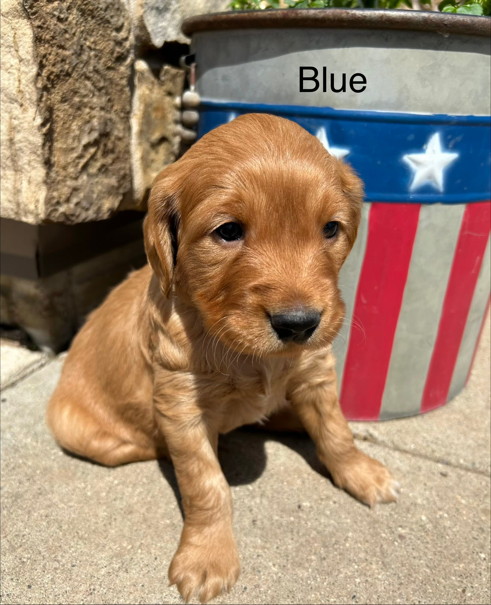 Blue – Golden Retriever puppy for sale in Inwood, IA