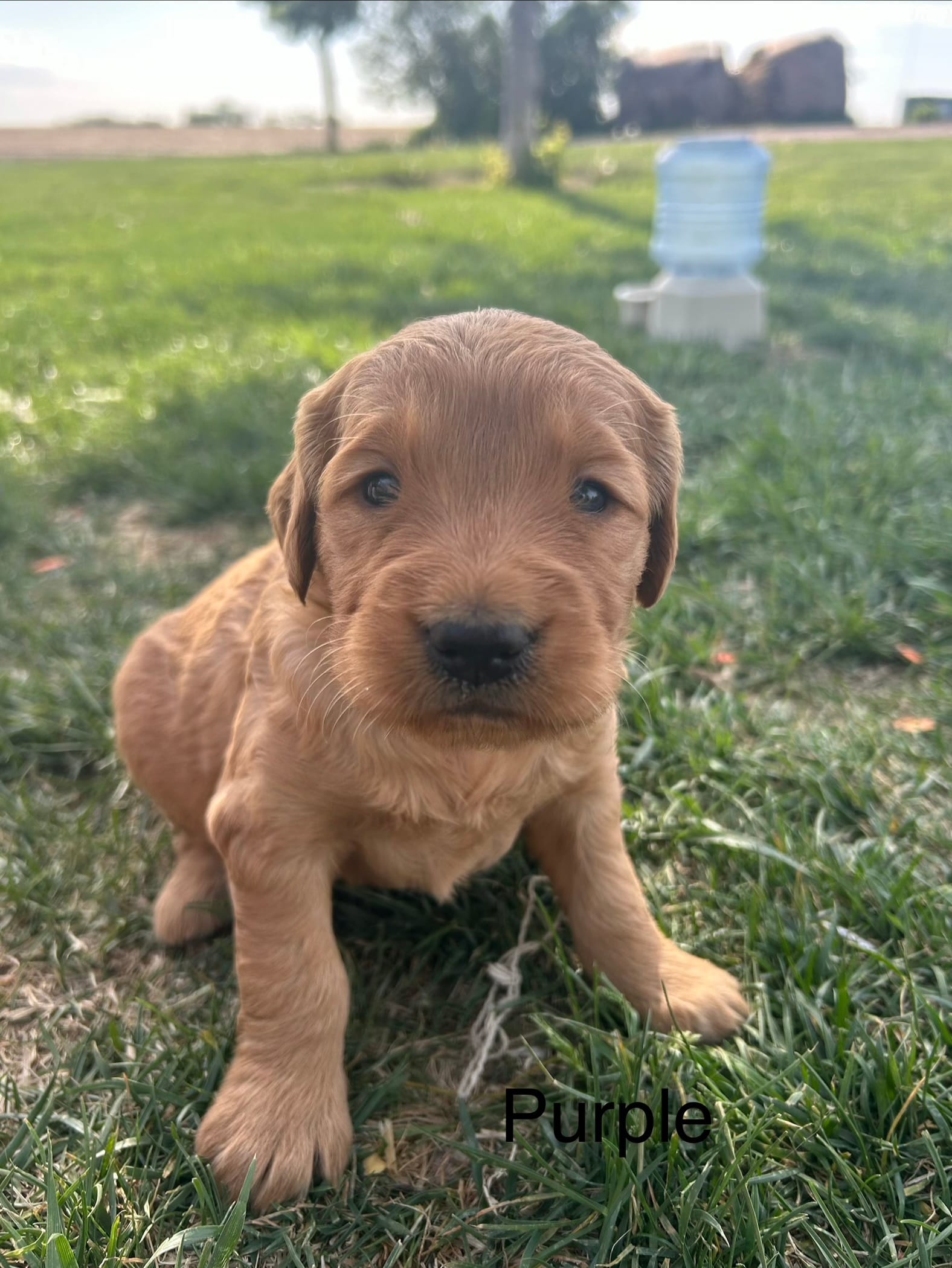 Purple – Golden Retriever puppy for sale in Inwood, IA