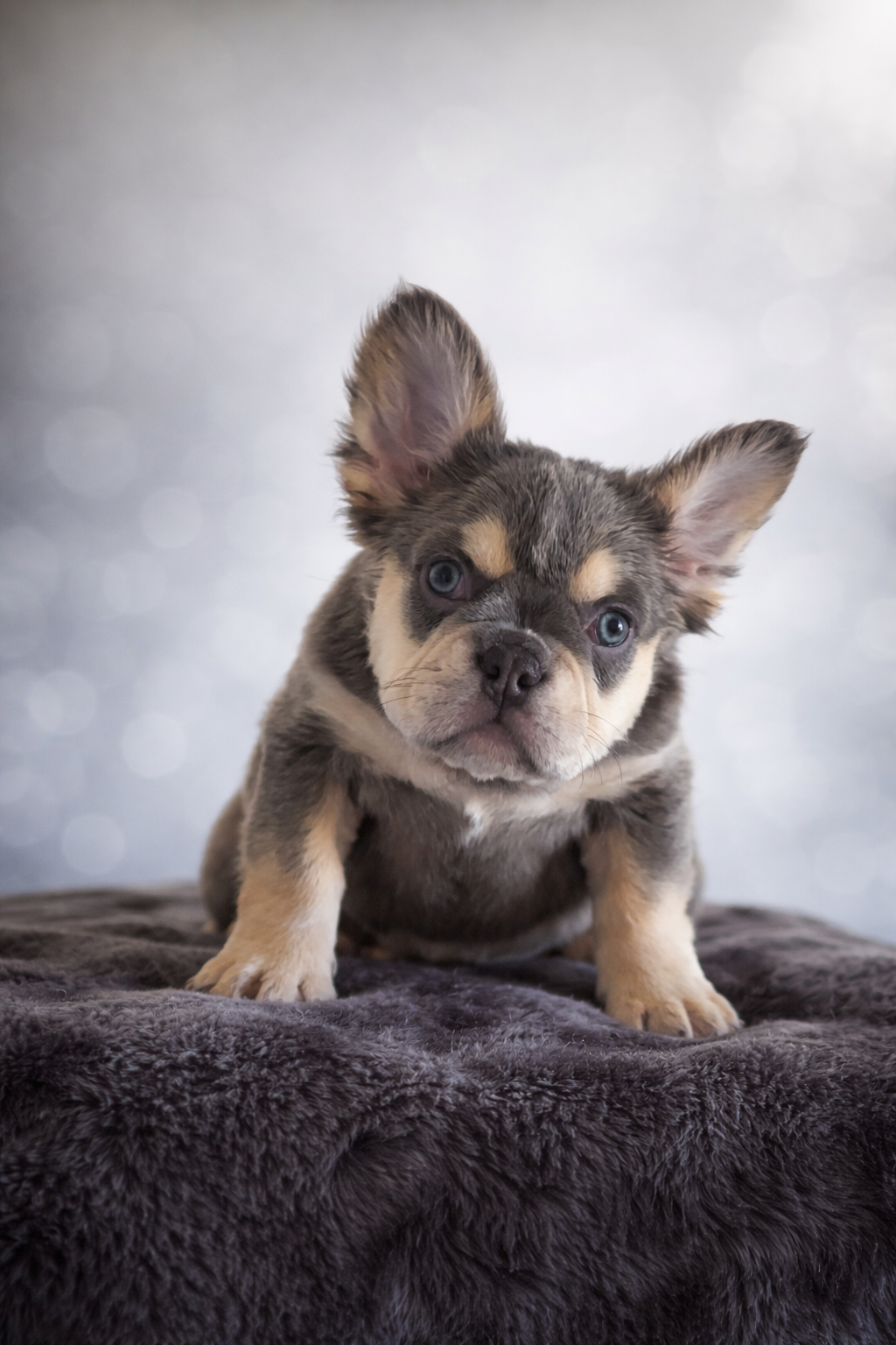Lola – French Bulldog puppy for sale in Martinsburg, WV