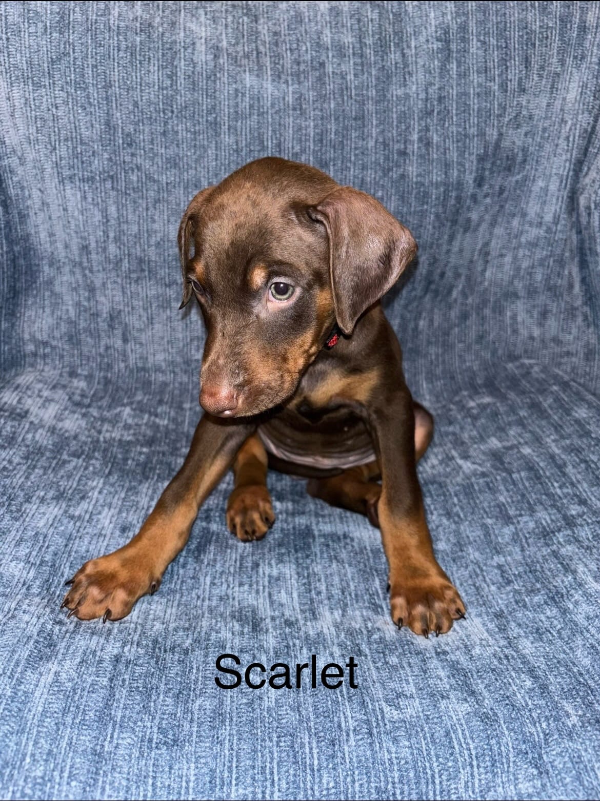 Scarlet  – Doberman Pinscher puppy for sale in Austin, TX