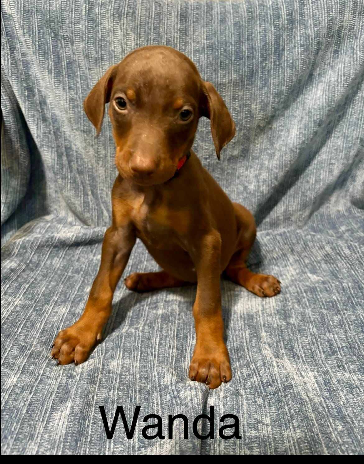 Cosmo – Doberman Pinscher puppy for sale in Austin, TX