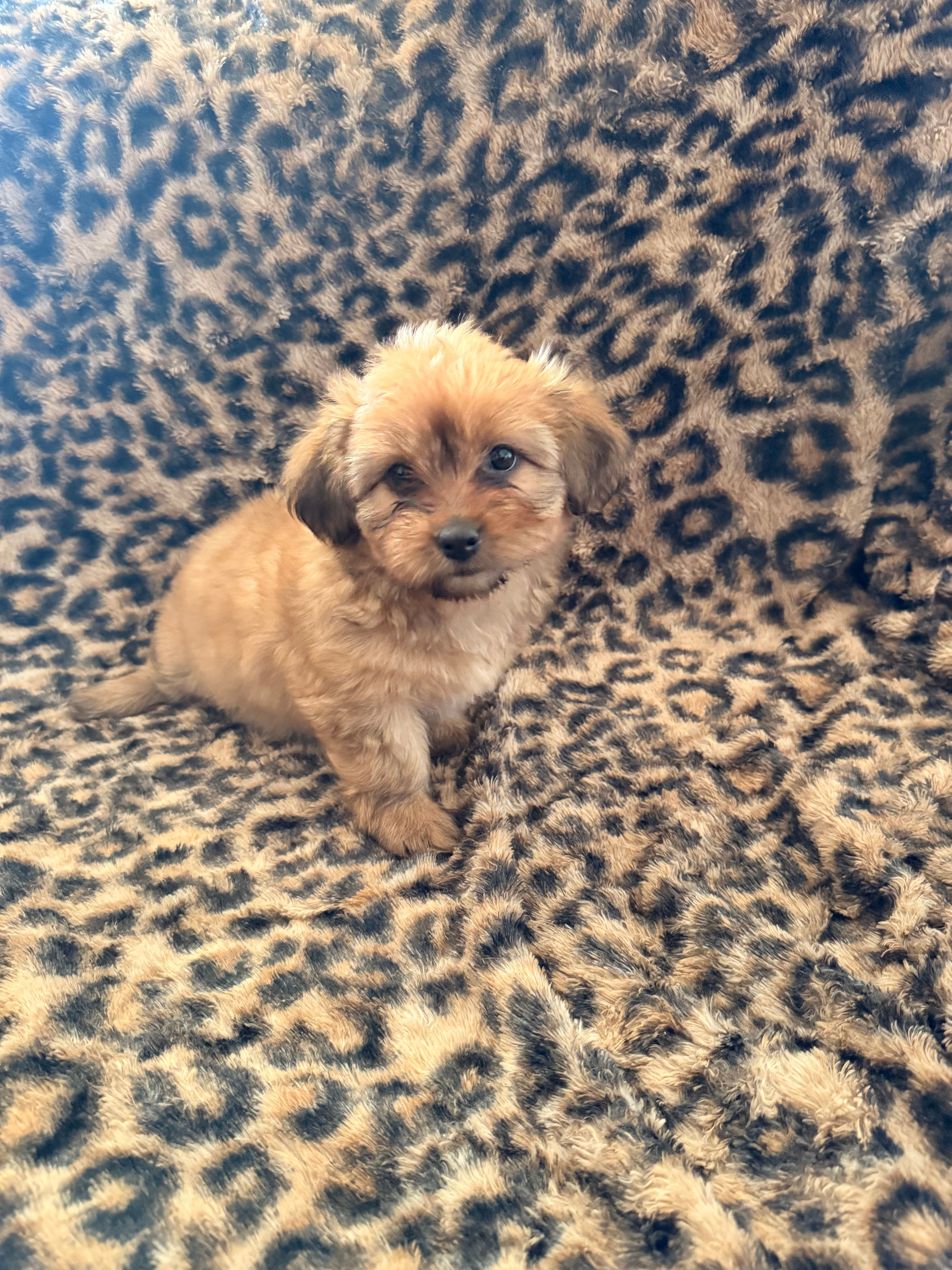 Ivory  – Shih Tzu puppy for sale in Houston, TX