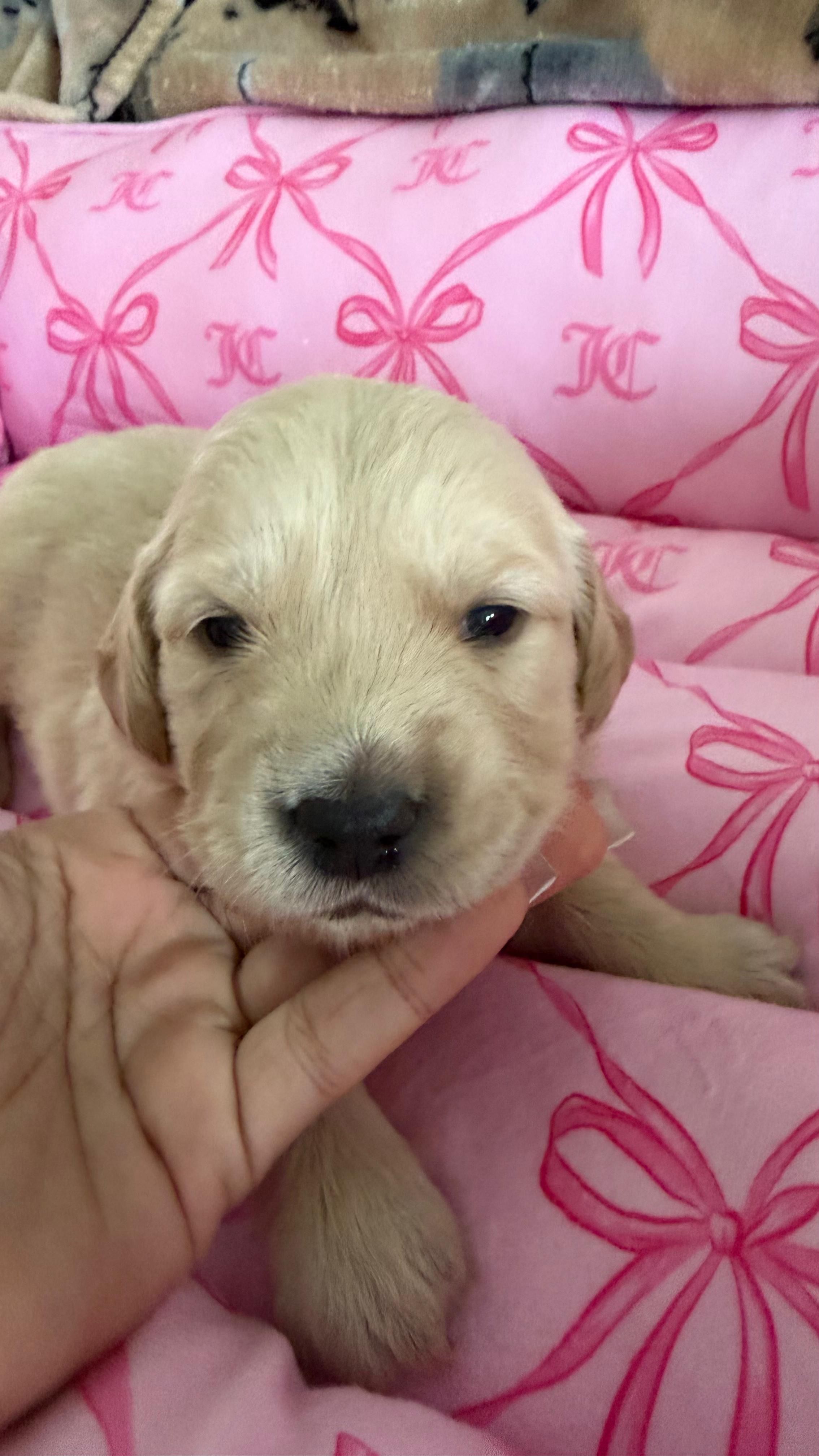 Green – Golden Retriever, English Cream Golden Retriever puppy for sale in Katy, TX