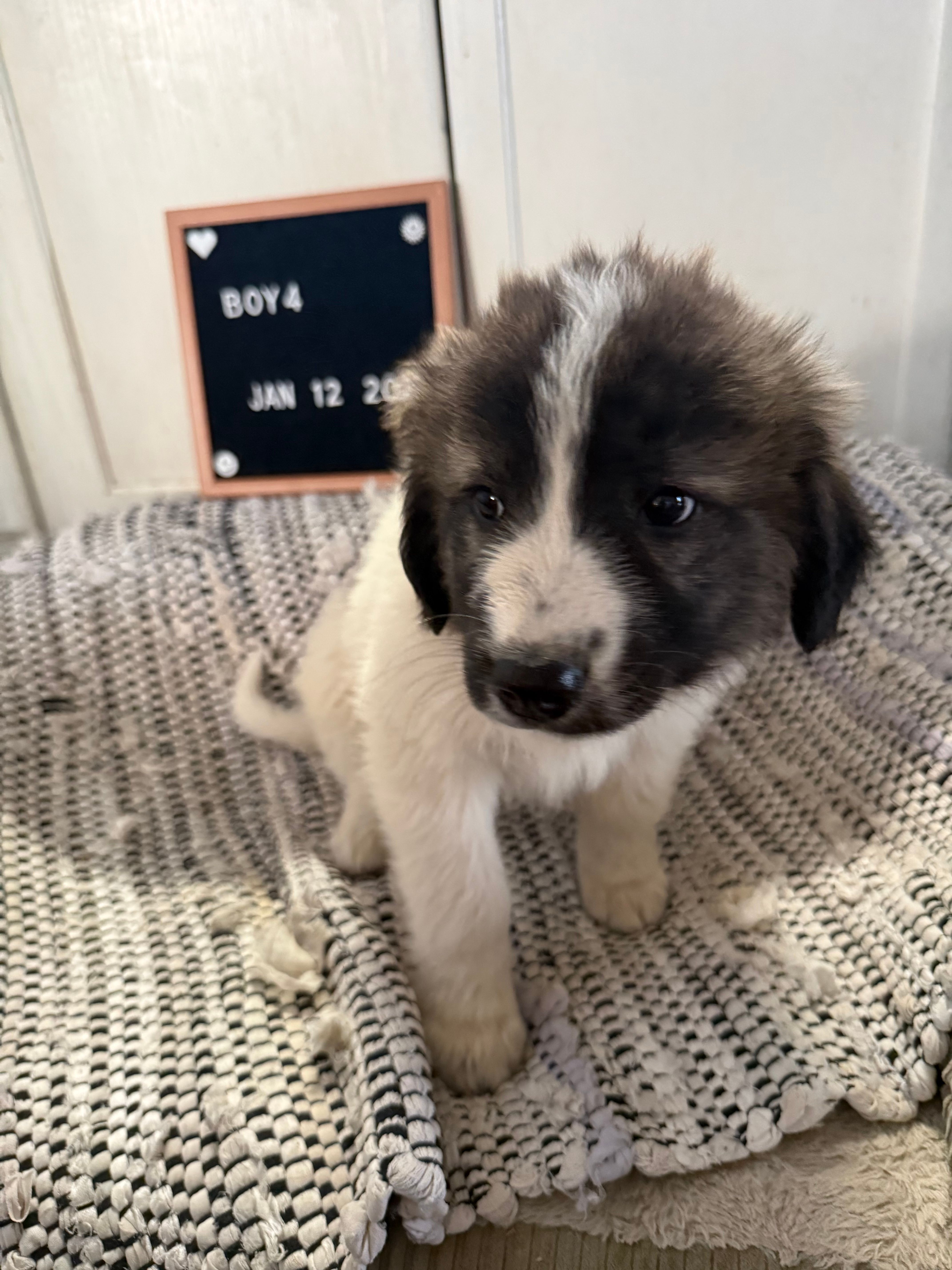 The LGD – Great Pyrenees puppy for sale in Bosworth, MO