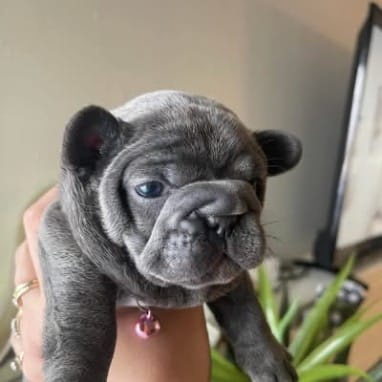 Blue  – French Bulldog puppy for sale in Troy, MI