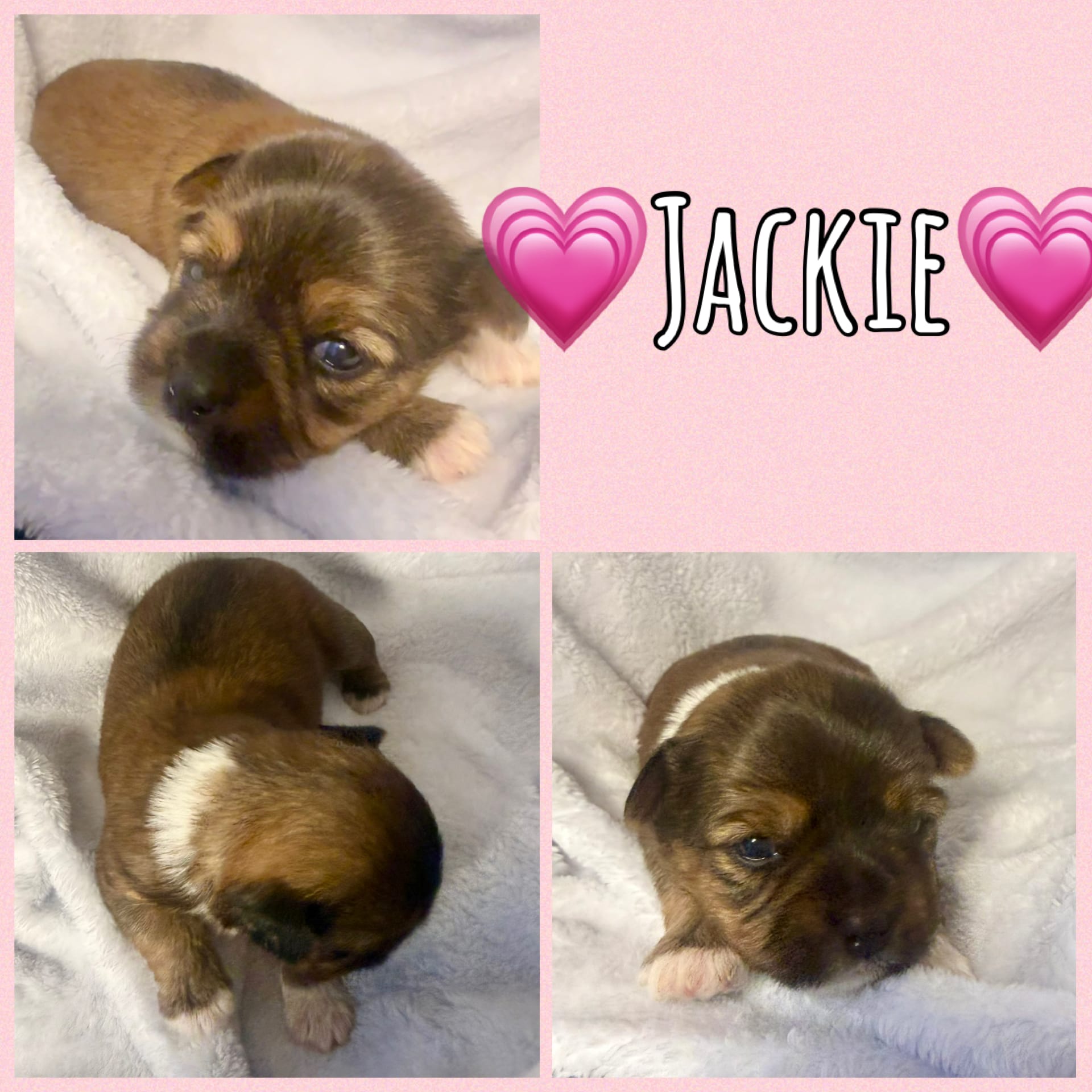 Jackie – Yorkshire Terrier puppy for sale in Joplin, MO