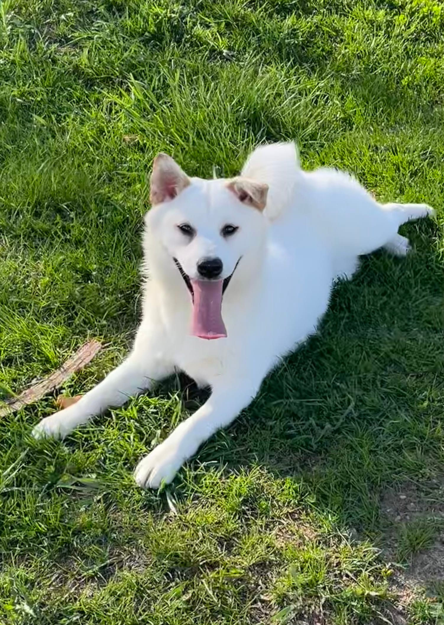 Becca – American Eskimo, Shiba Inu puppy for sale in Hillsboro, WI