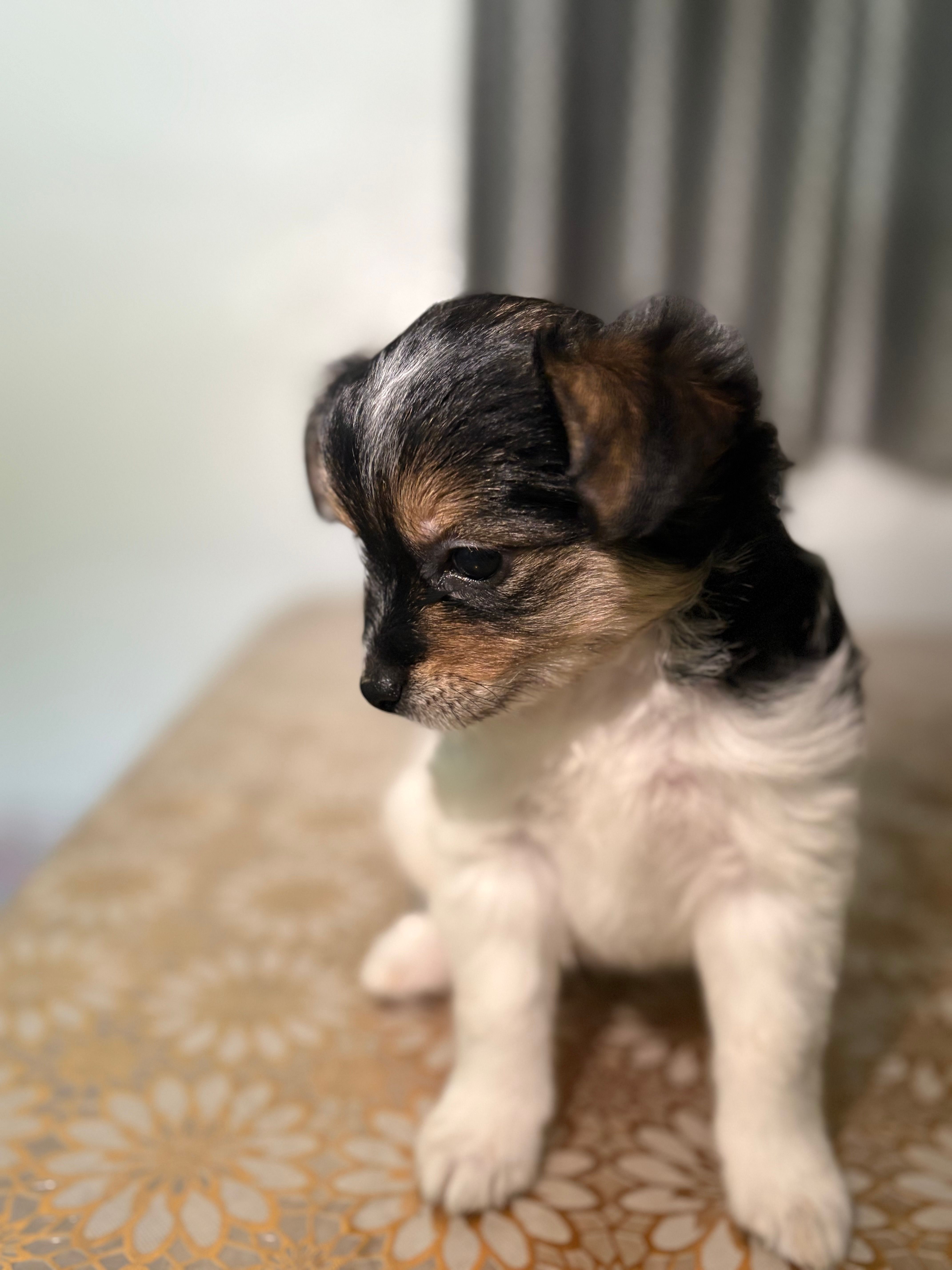 Bella – German Spitz, Pomeranian puppy for sale in North Hollywood, CA