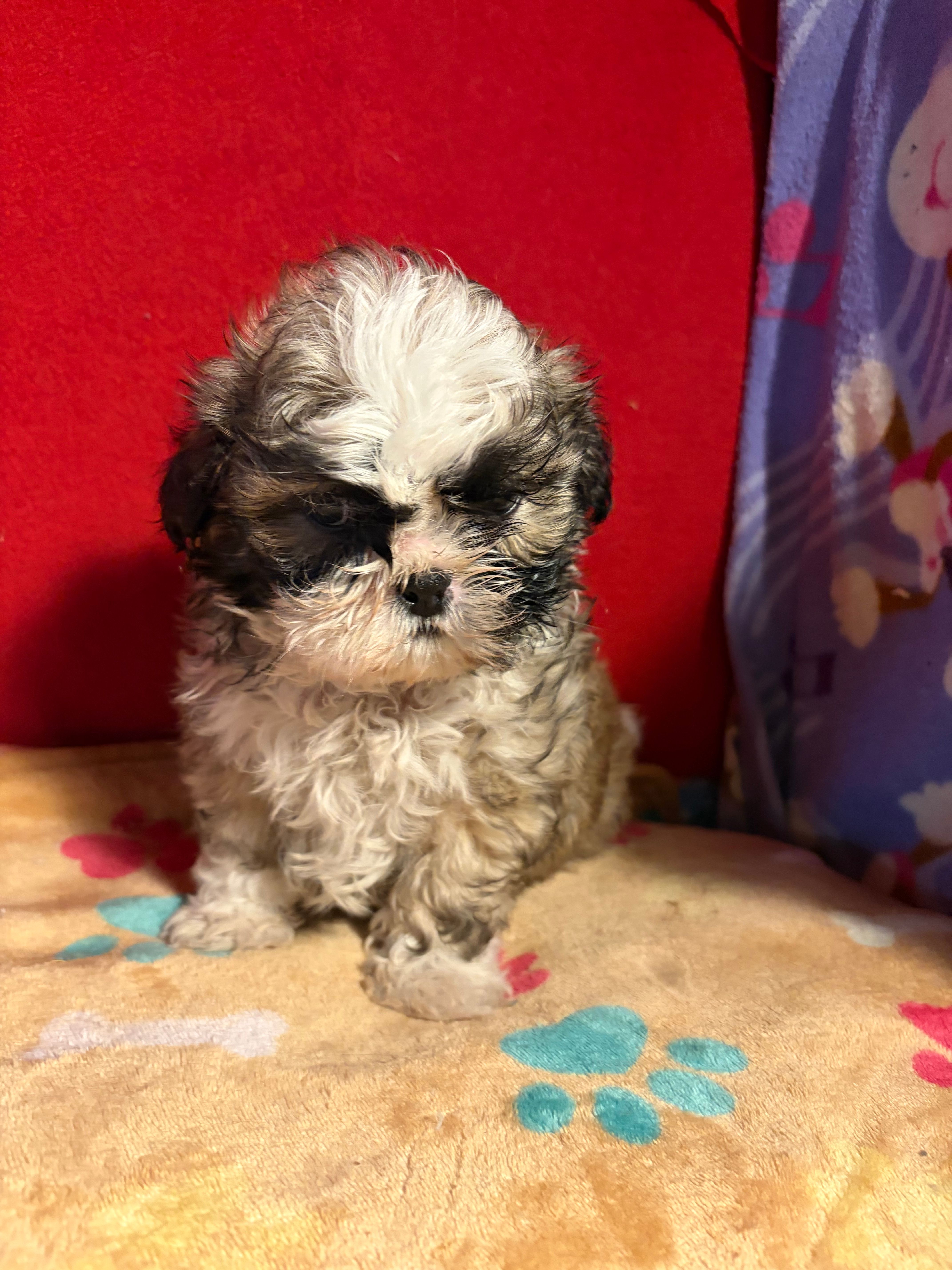 Shih-TZU – Shih Tzu puppy for sale in Nathalie, VA