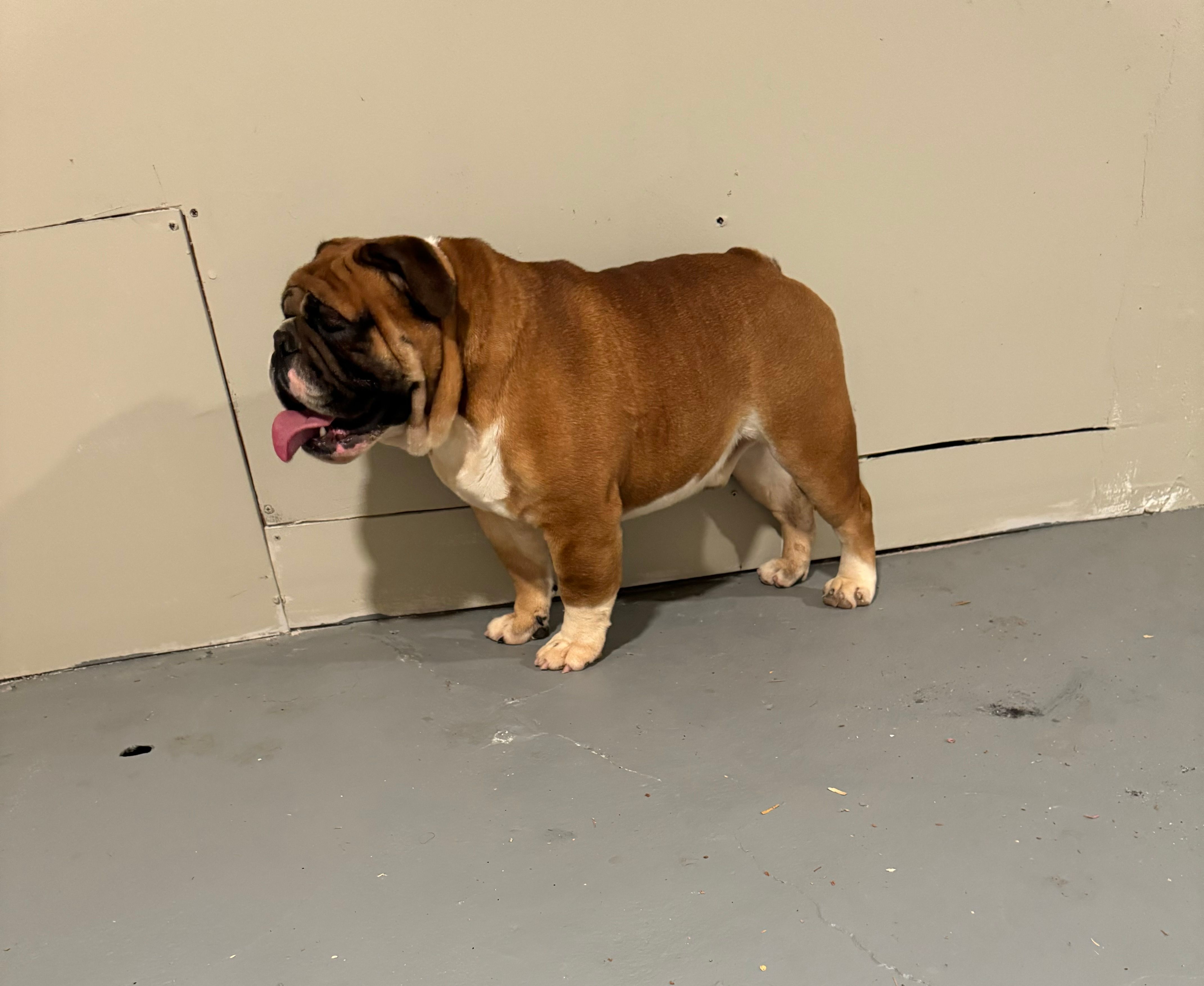 Bruiser  – English Bulldog puppy for sale in Baltimore Highlands, MD