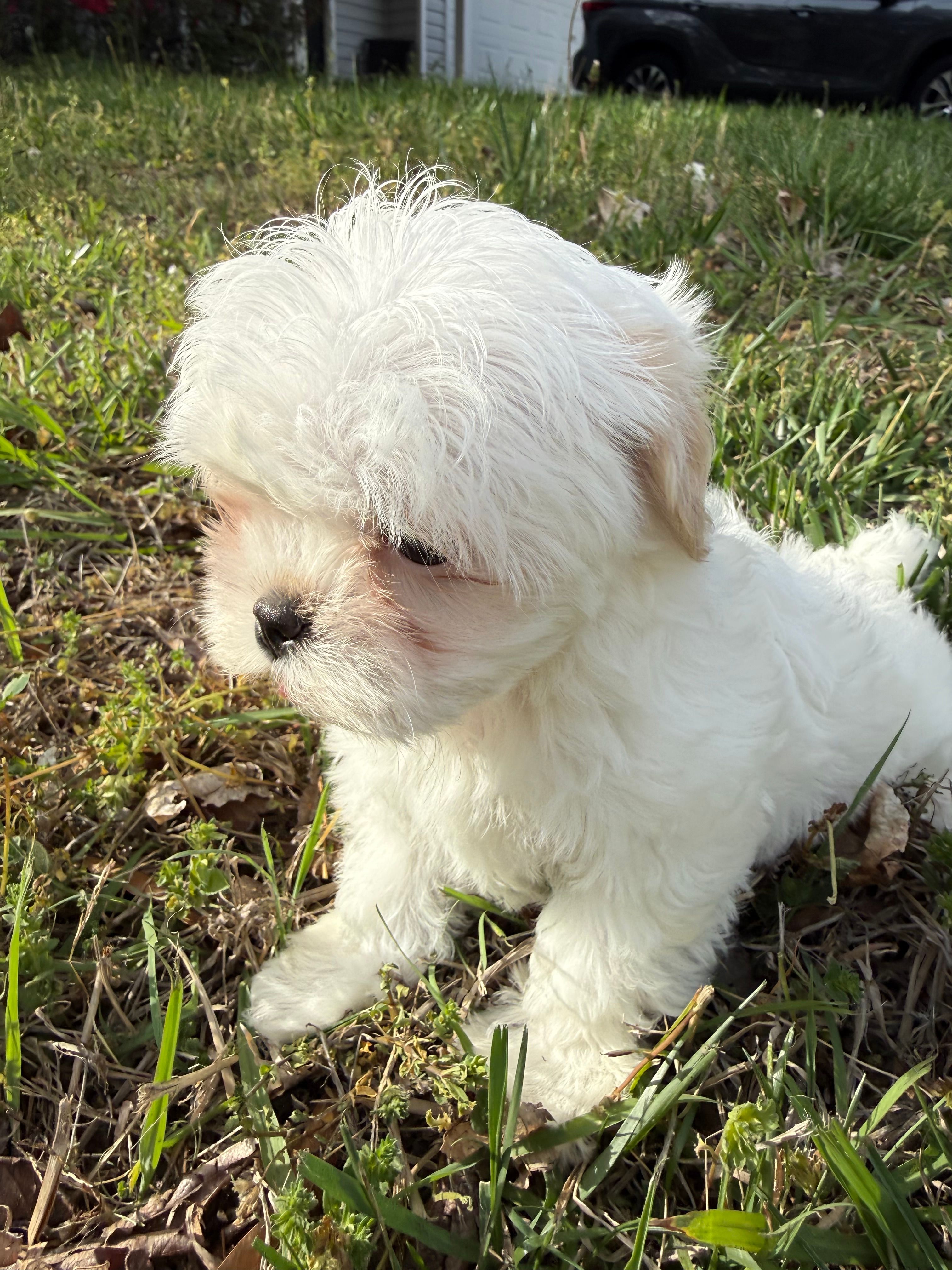 Bubu  – Malchi puppy for sale in Charlotte, NC